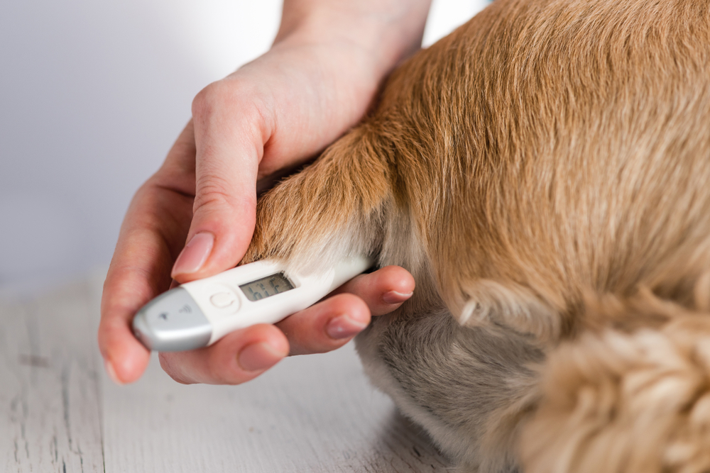 Temperatura normal del perro: ¡descubre cuál es y cómo medirla! | Patas ...