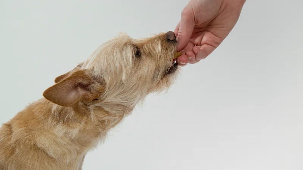 que antihistaminico le puedo dar a mi perro