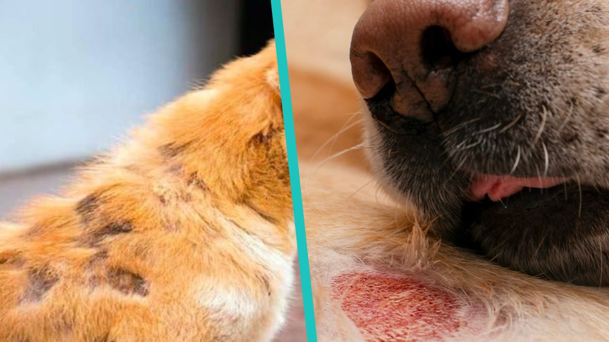 Qu Es La Ti a En Perros Y Cu les Son Las Causas Patas En Casa