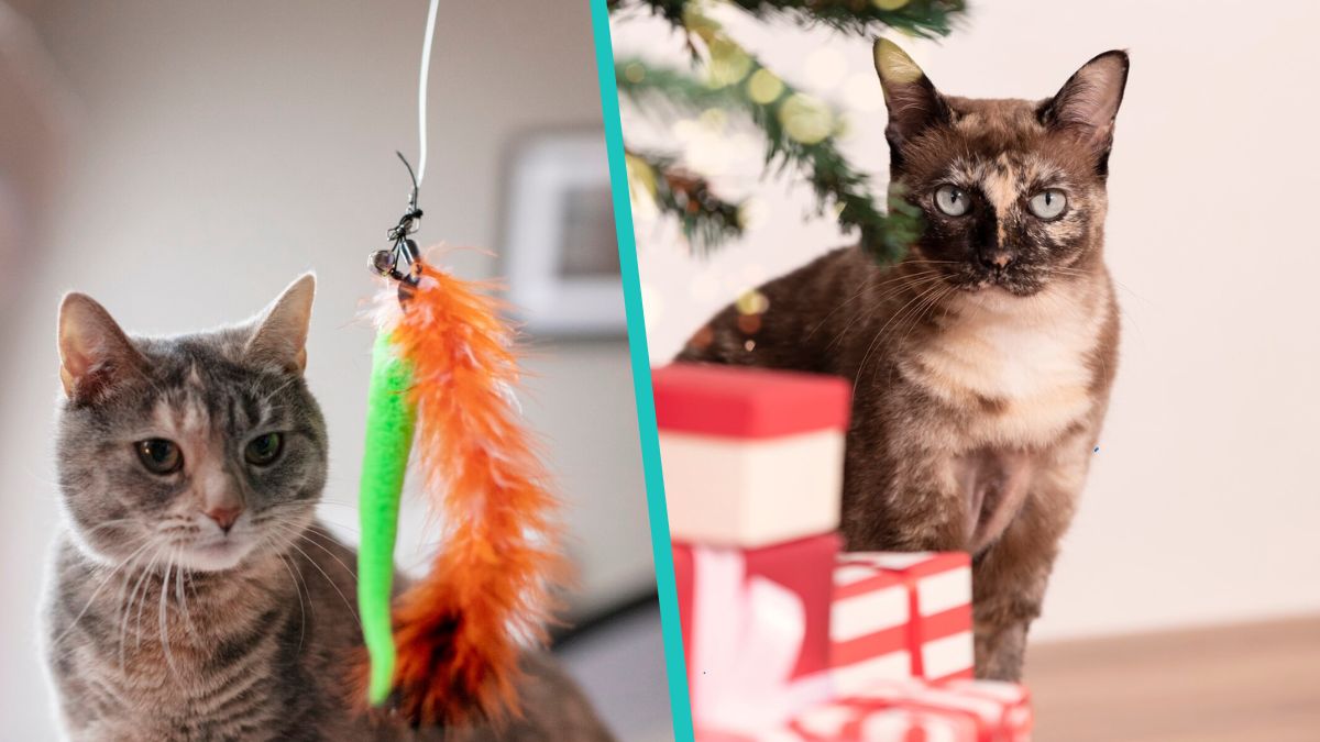 ¡Házle un regalo de 'Santa Claus' a tu gato para esta Navidad! | Patas ...