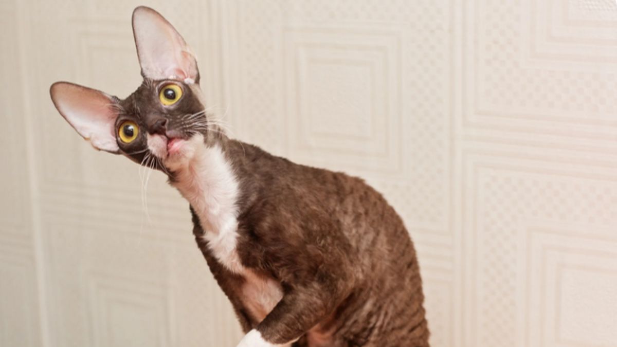 Cornish Rex