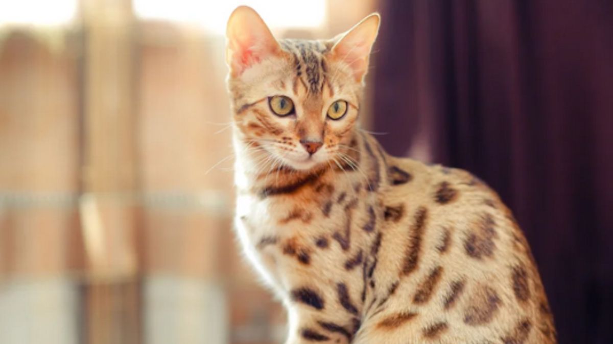 gato bengal
