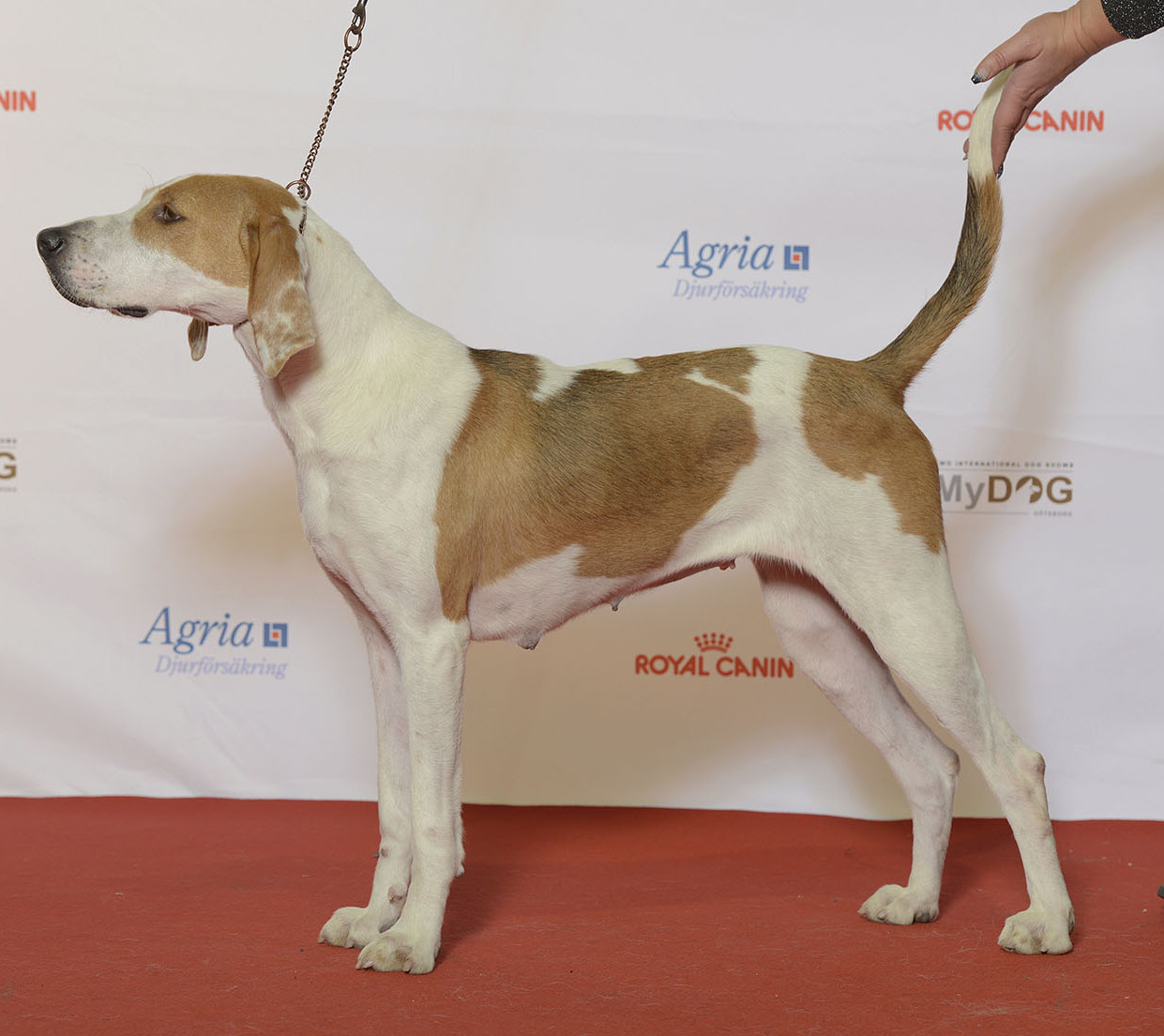 American Foxhound