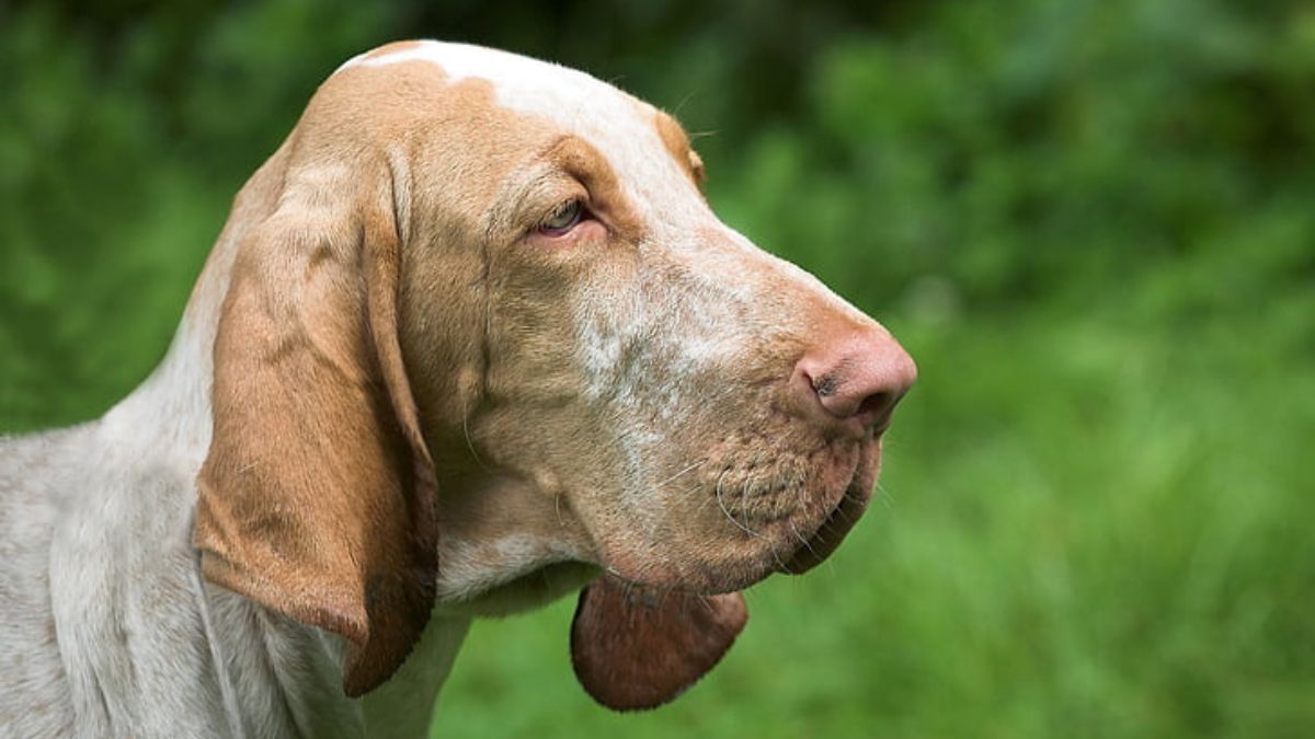 Perro bloodhound