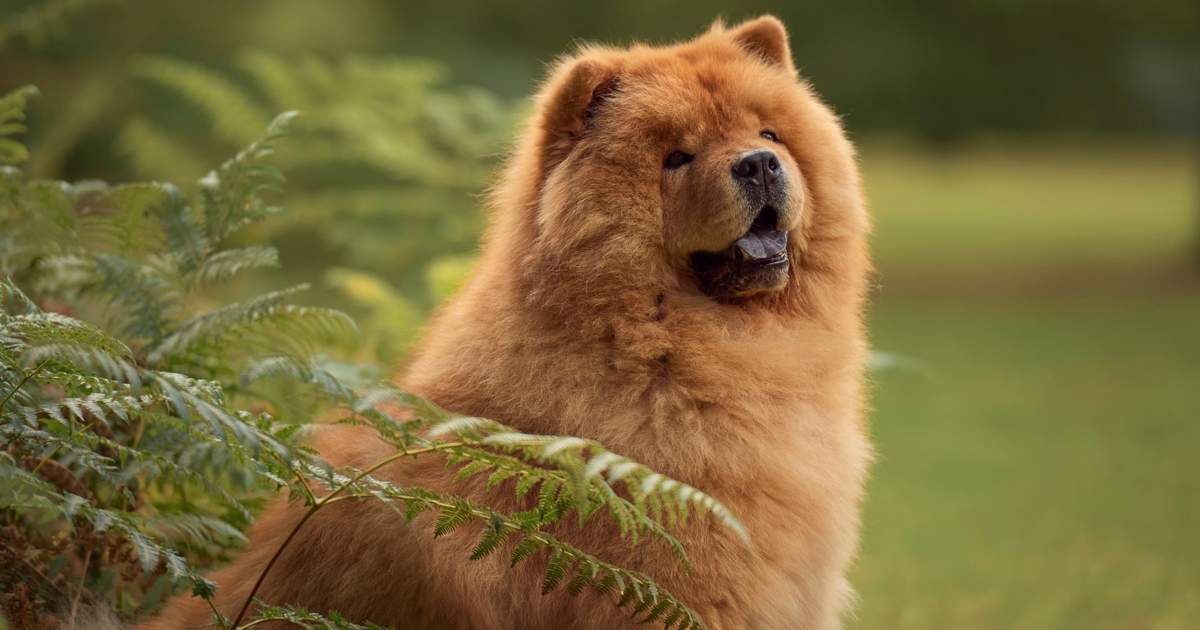Chow Chow: la raza de perros con lengua azul