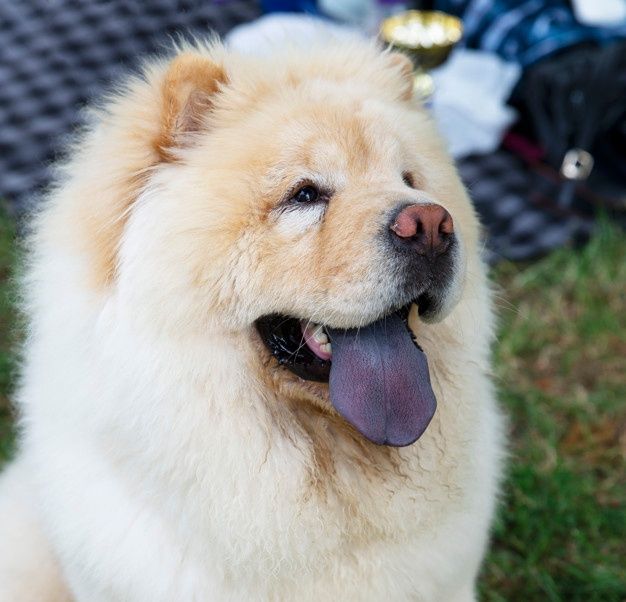 Chow Chow: la raza de perros con lengua azul