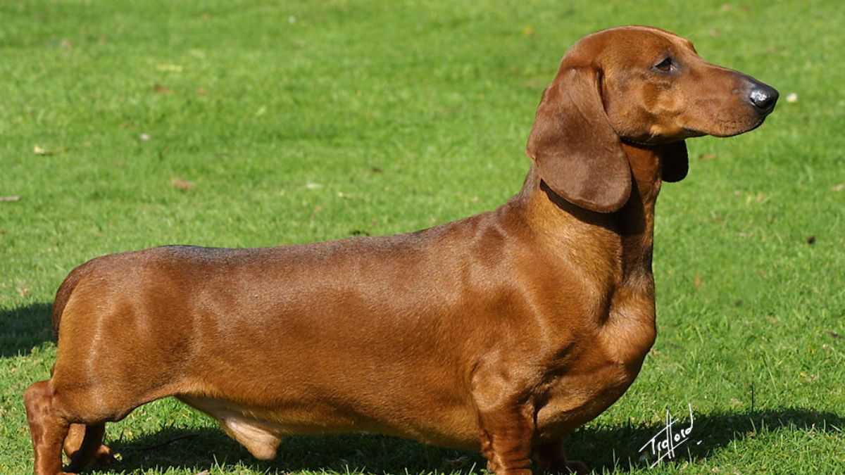 Dachshund