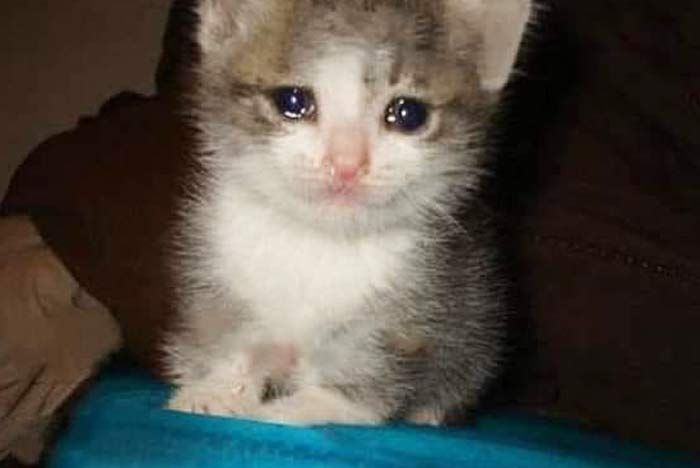Gato llorando
