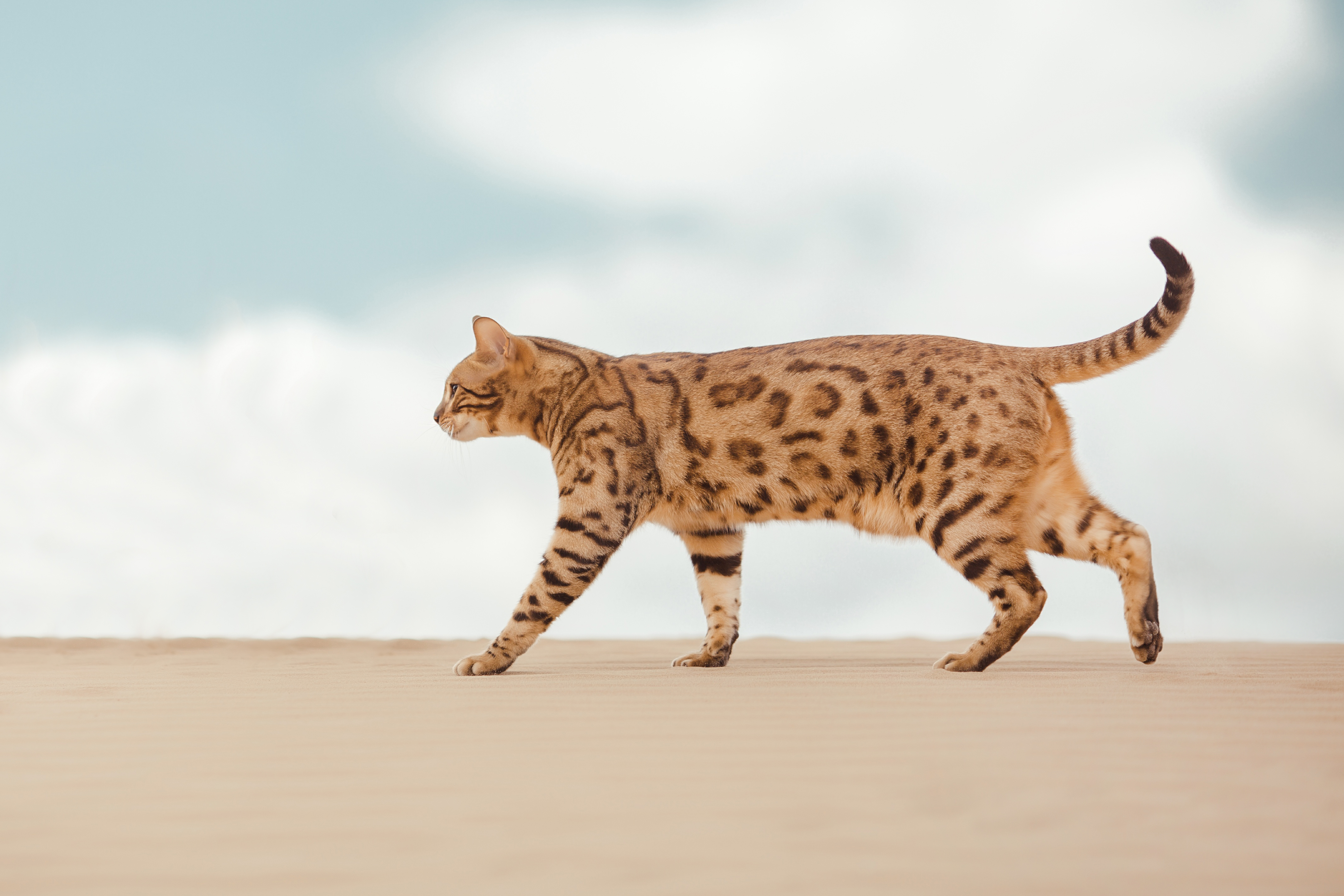 Gato ashera