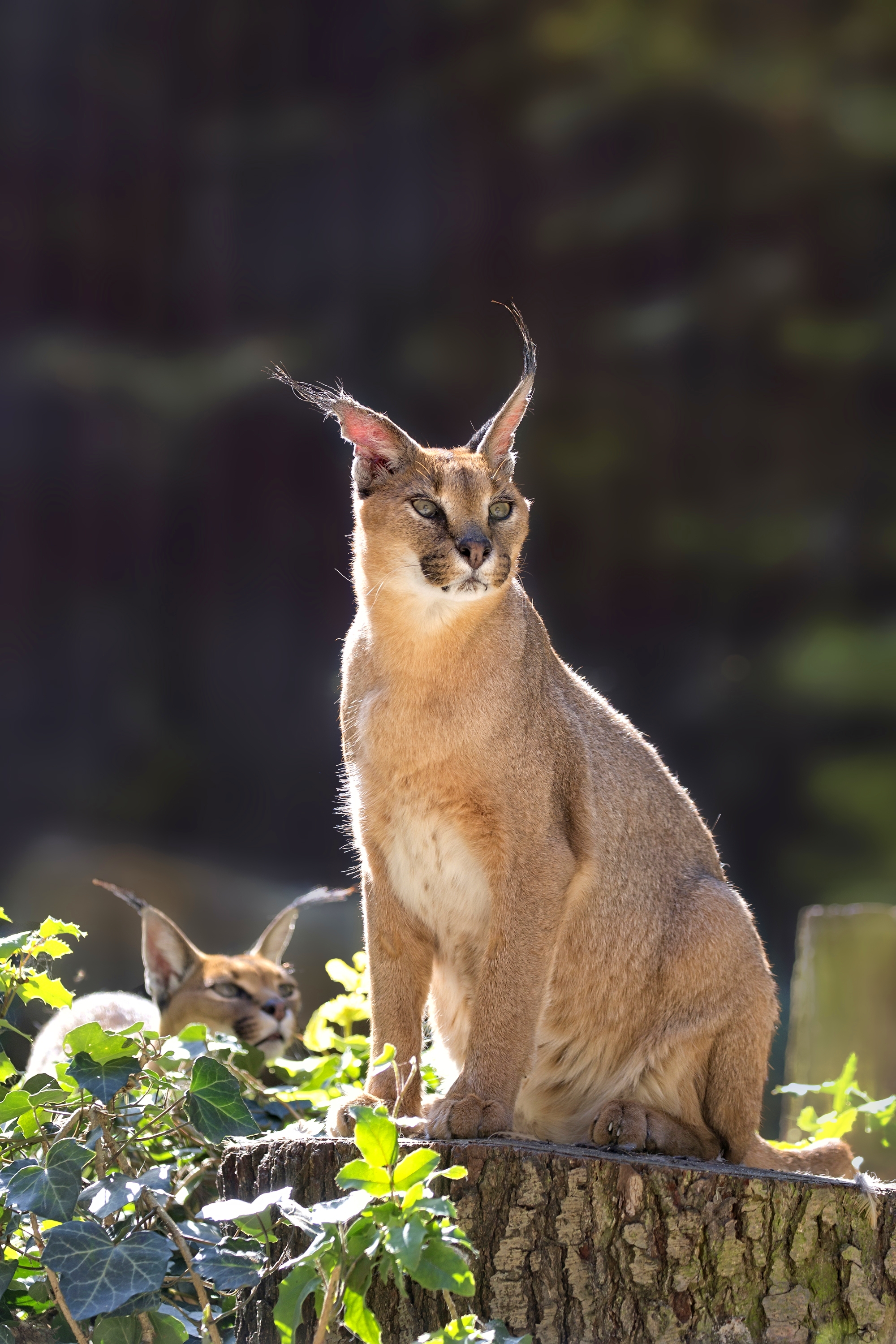 Gato caracal: el gato que siempre es confundico con un lince