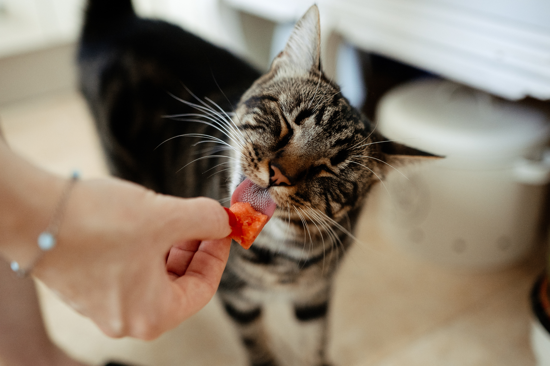 Gatinho comendo melancia
