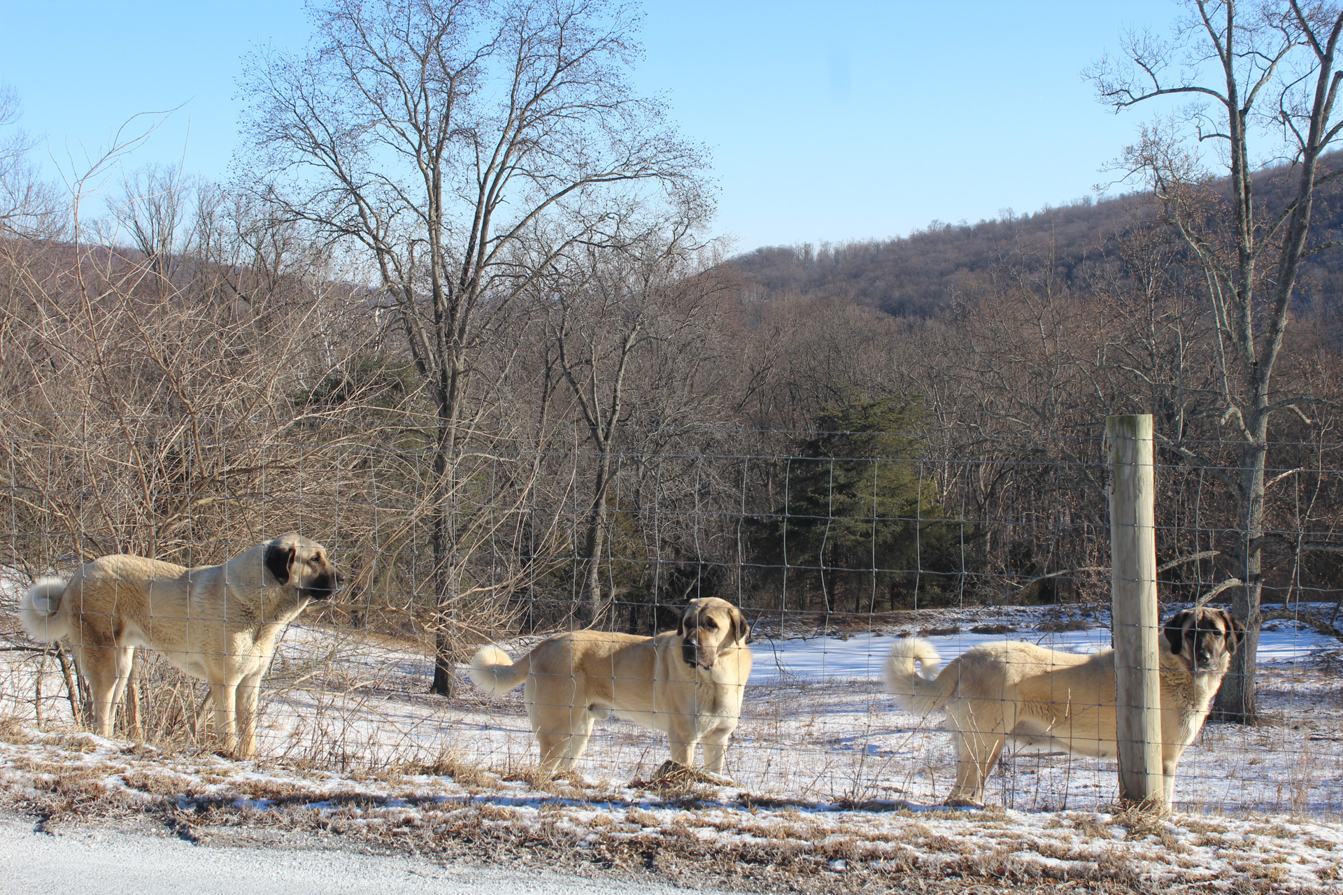 Kangal Turco