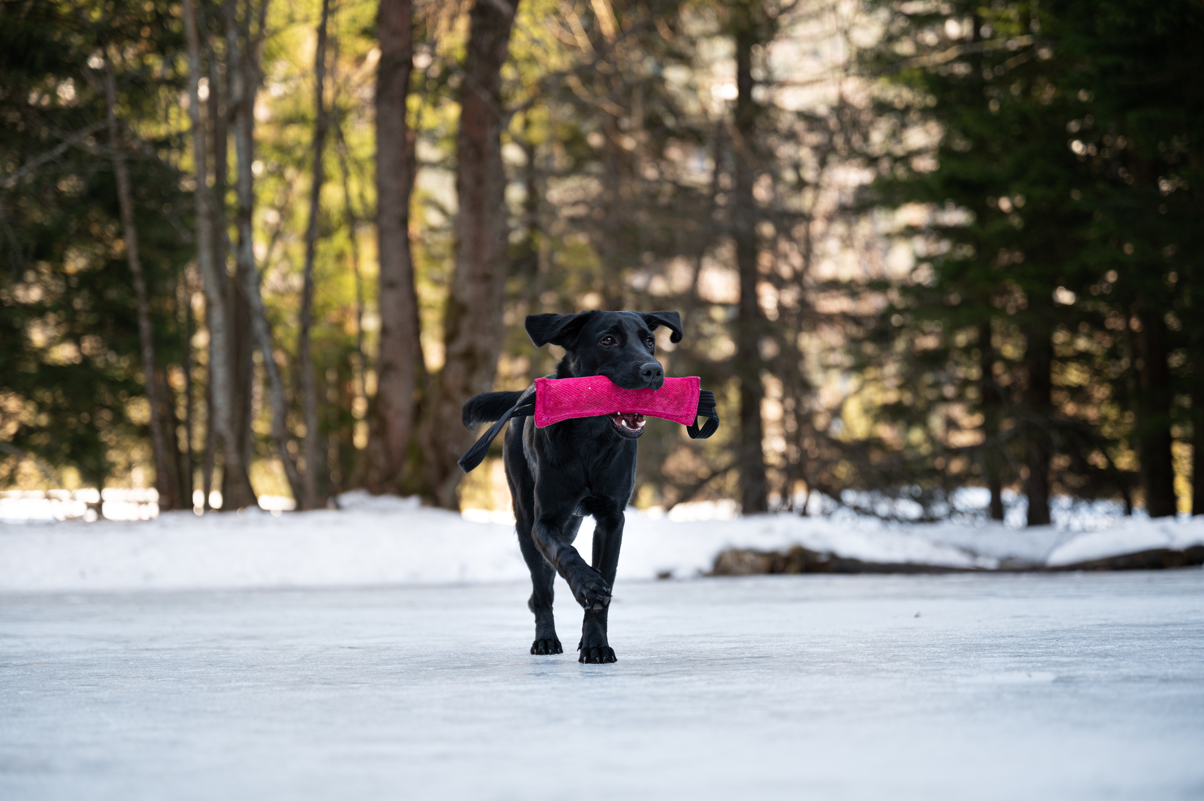 Labrador retriever