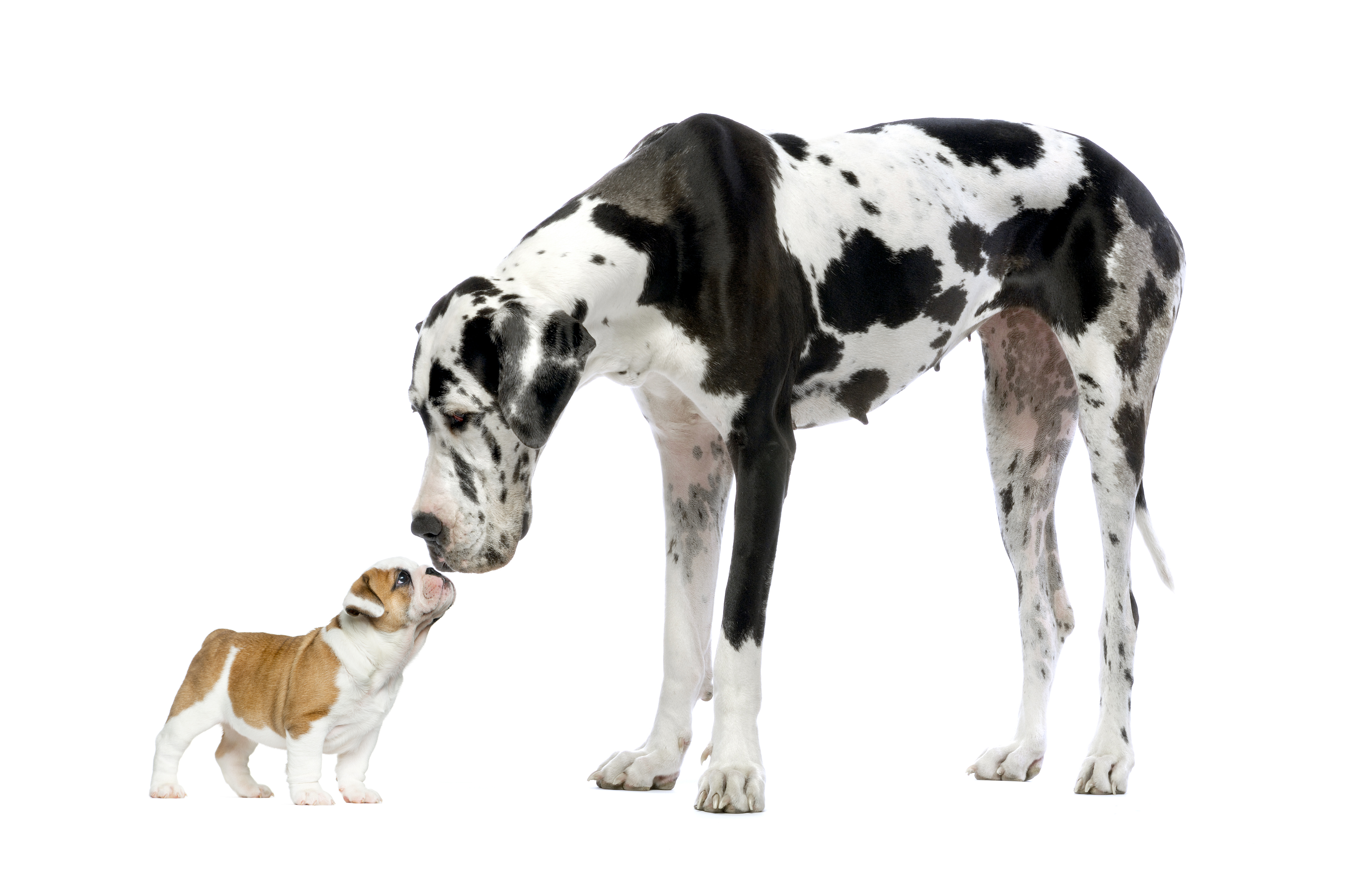 perros de talla grande
