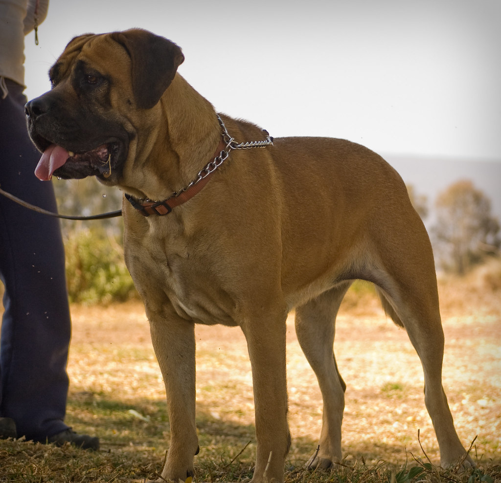 El perro mastiff disfruta de una casa con jardín grande