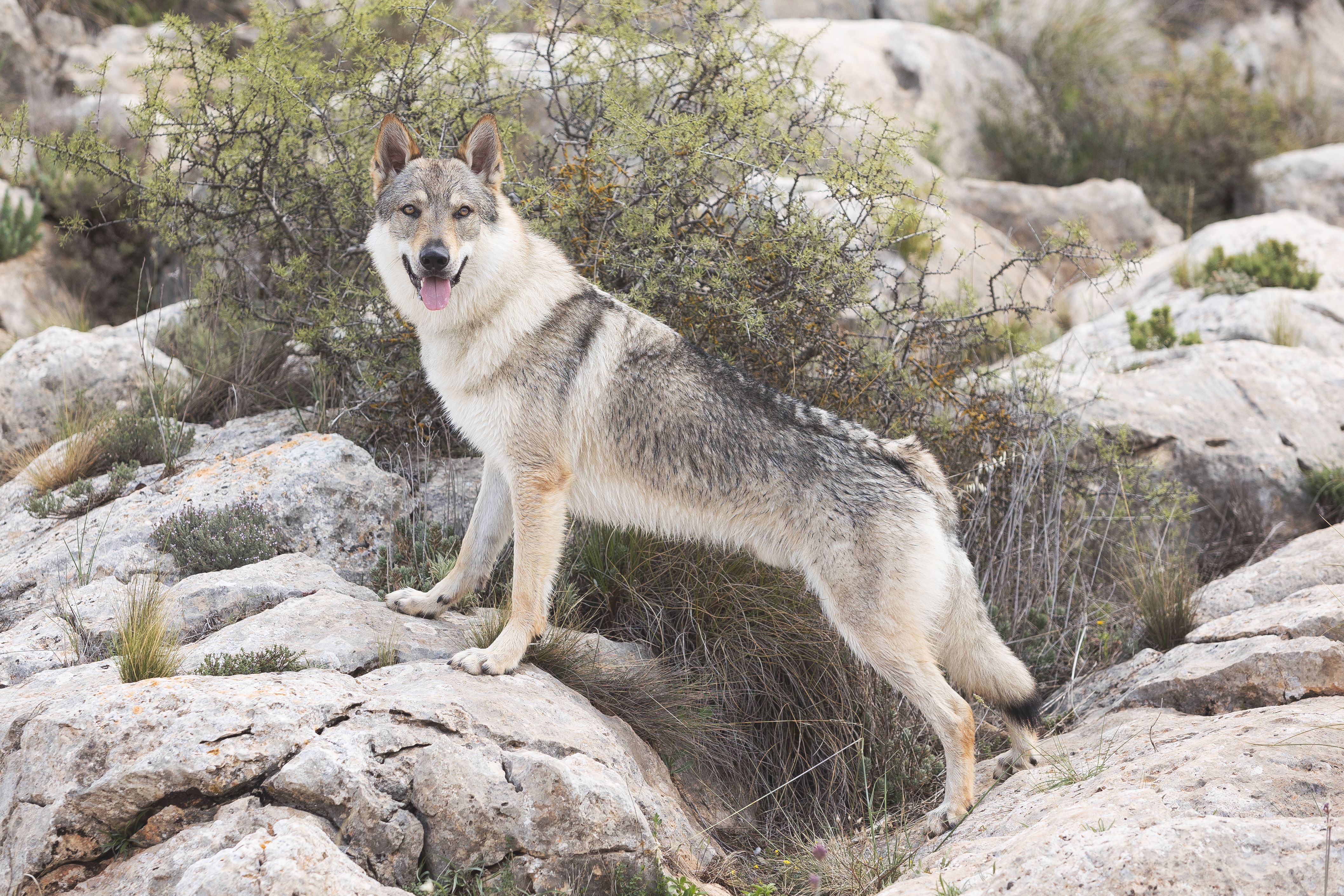 Perro lobo checoslovaco