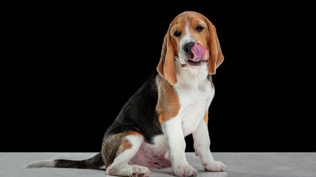 Perro orejón