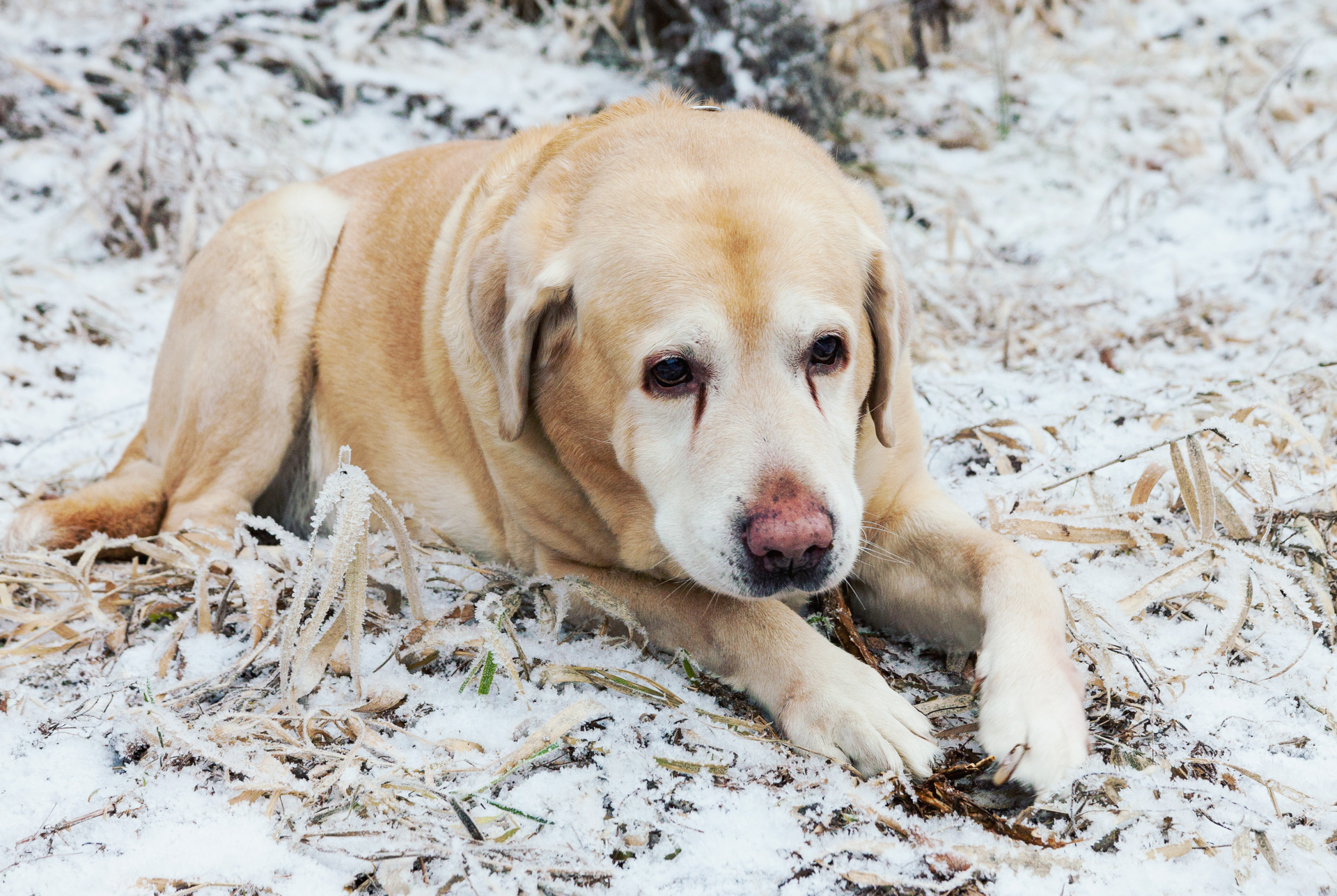 Guía definitiva para calcular la edad de tu perro