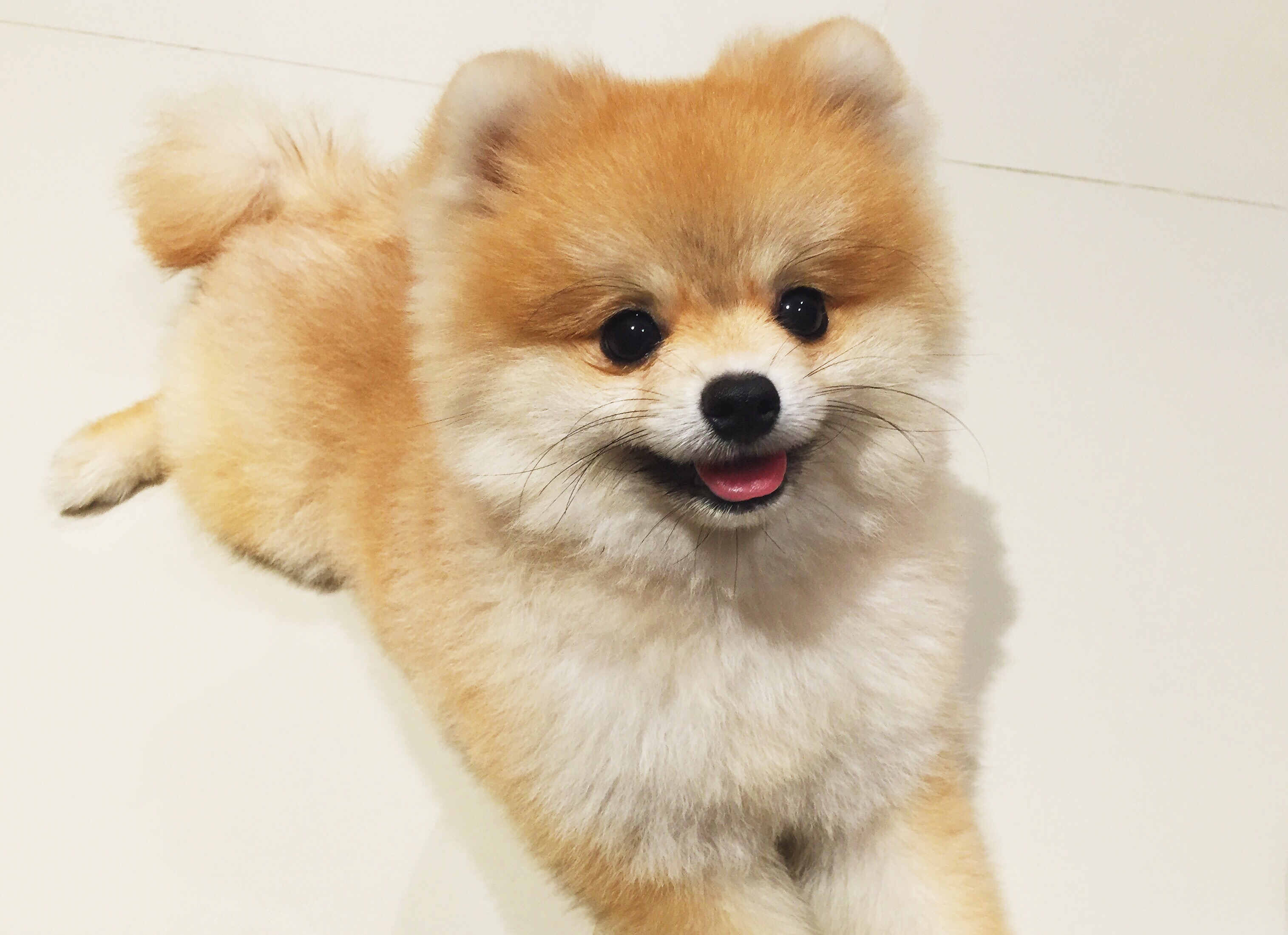 Pomerania cara de muñeca