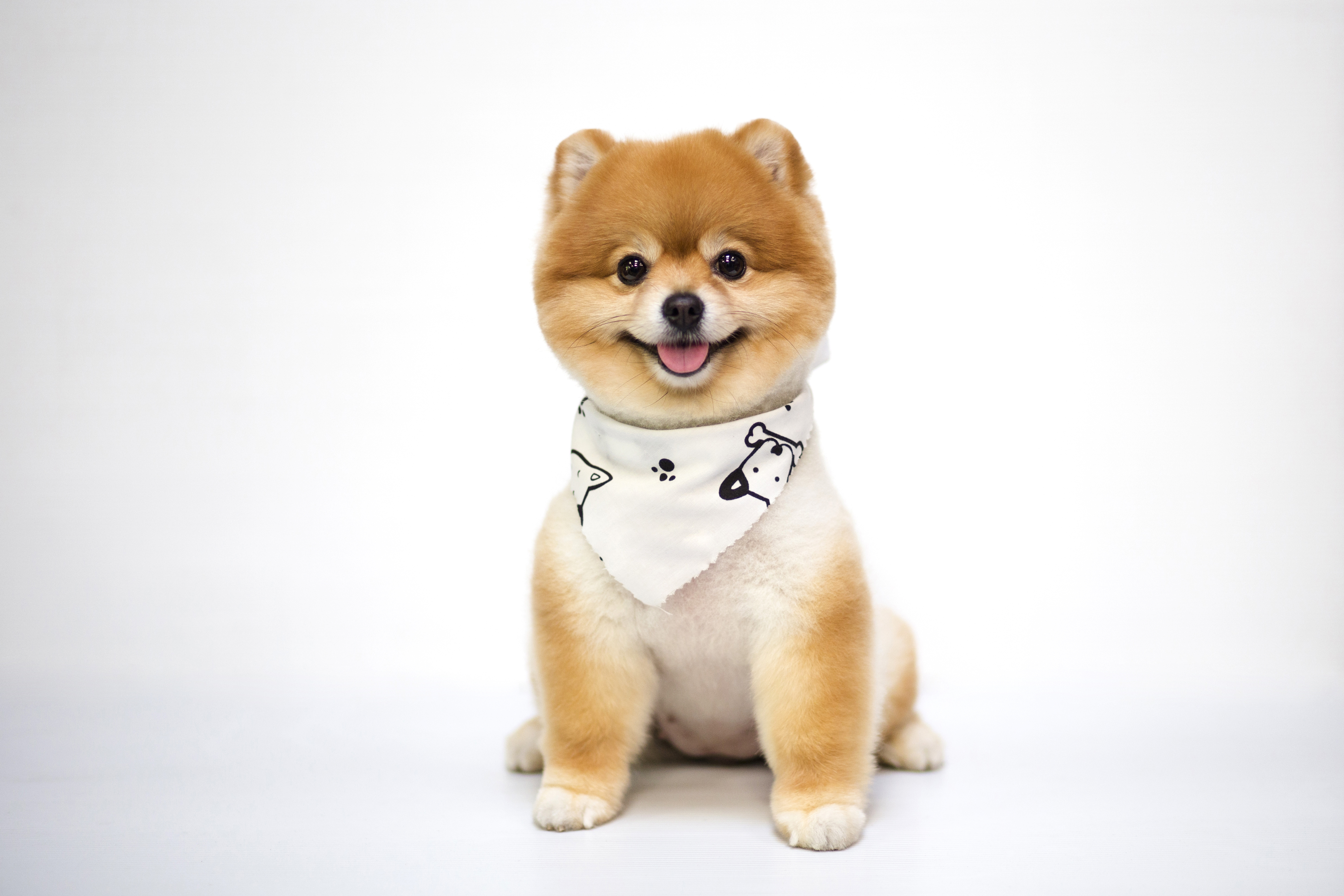Pomerania cara de oso o Boo