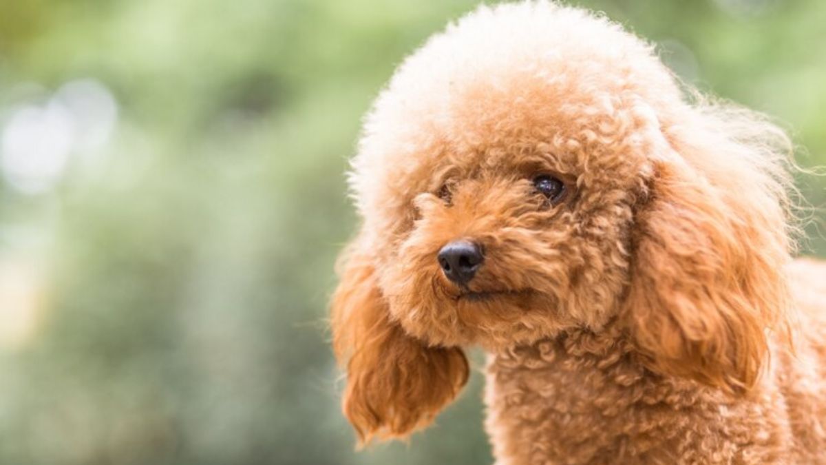 Poodle