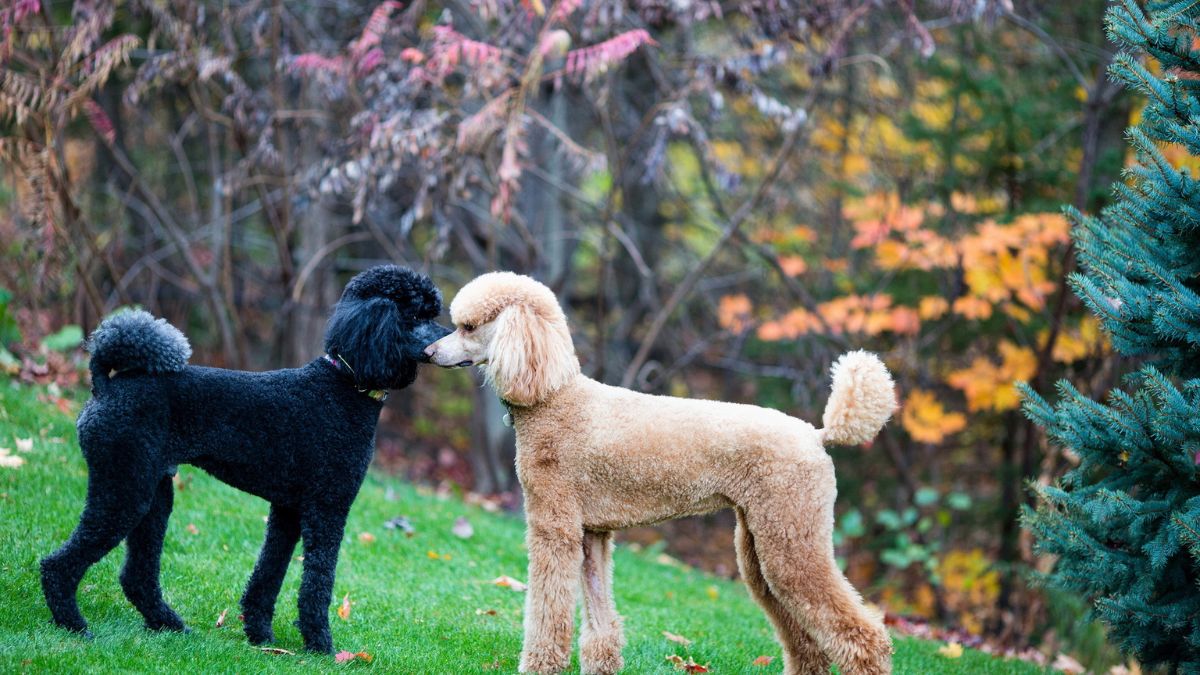Poodle