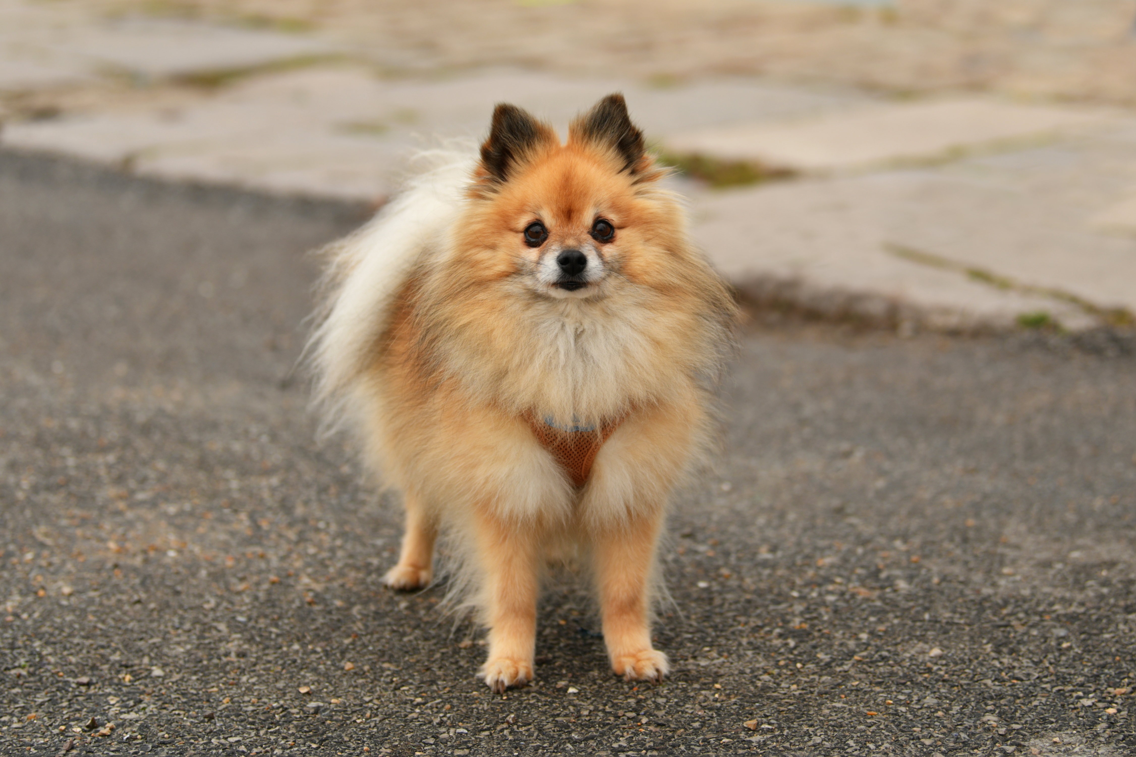 Pomerania cara de zorro