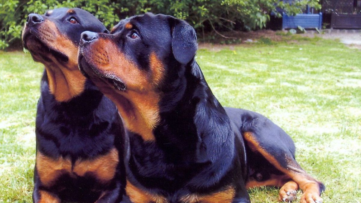 Rottweiler