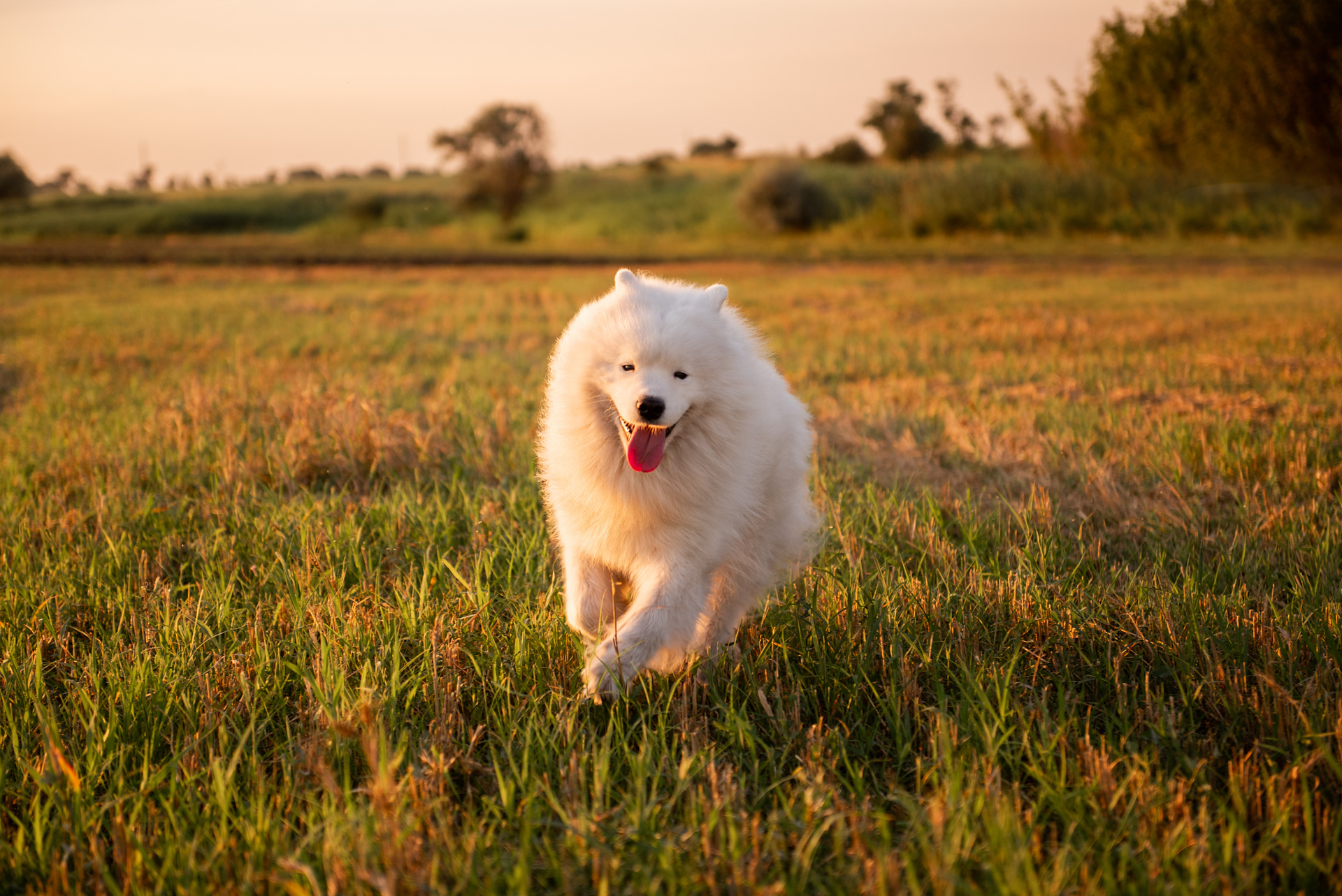 Samoyedo siberiano