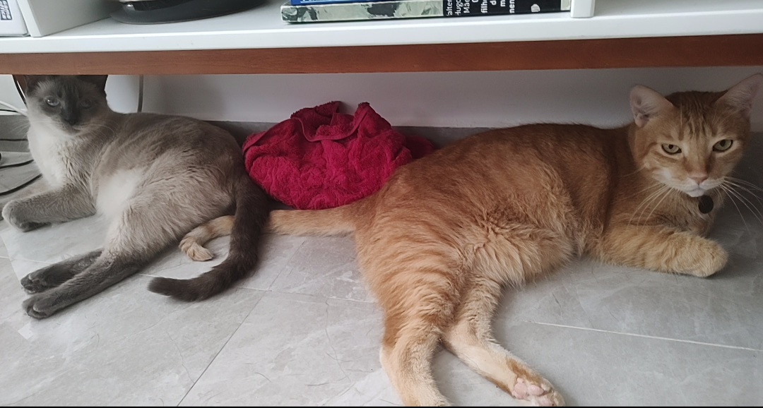 gatinhos deitados com um pano