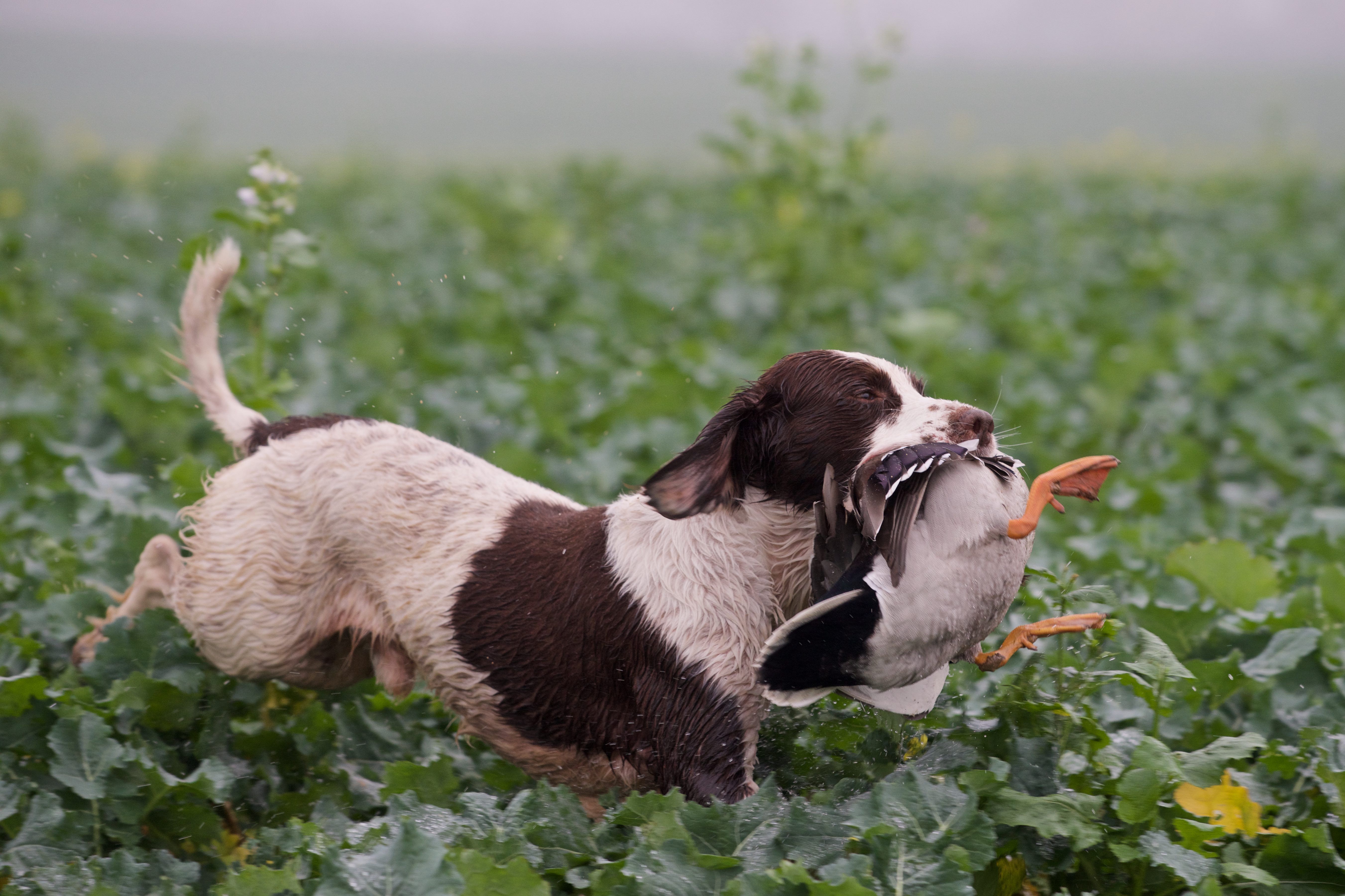 Springer Spaniel