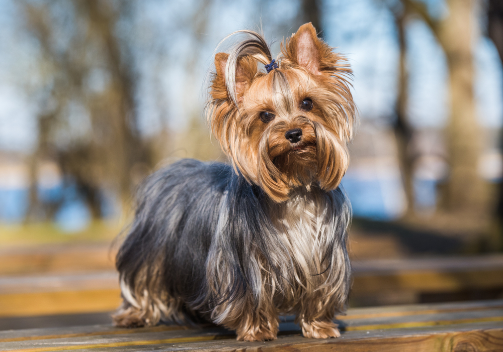 Yorkshire com cabelo preso ao ar livre
