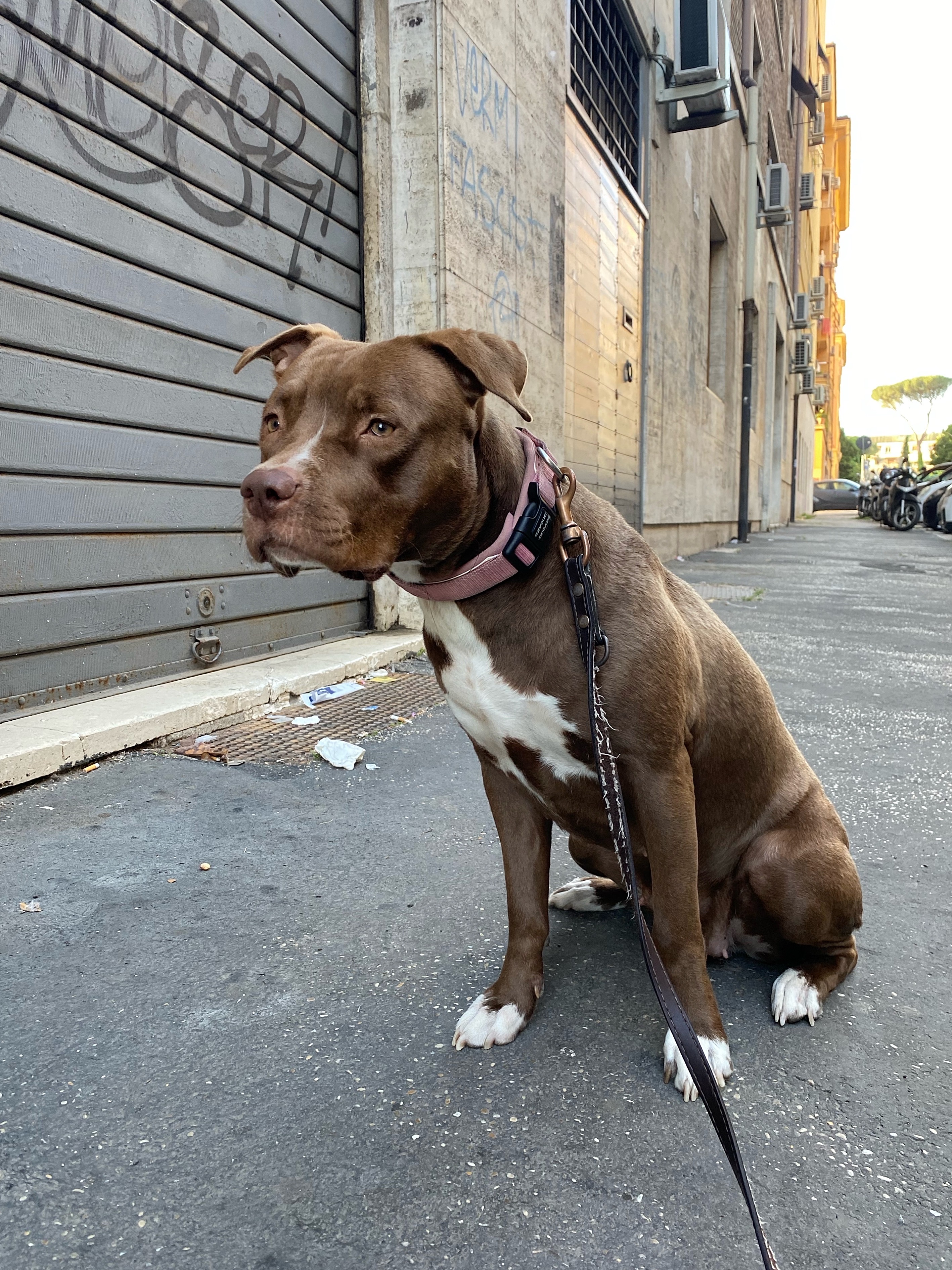 ¿Es peligroso el American Pitbull Terrier?
