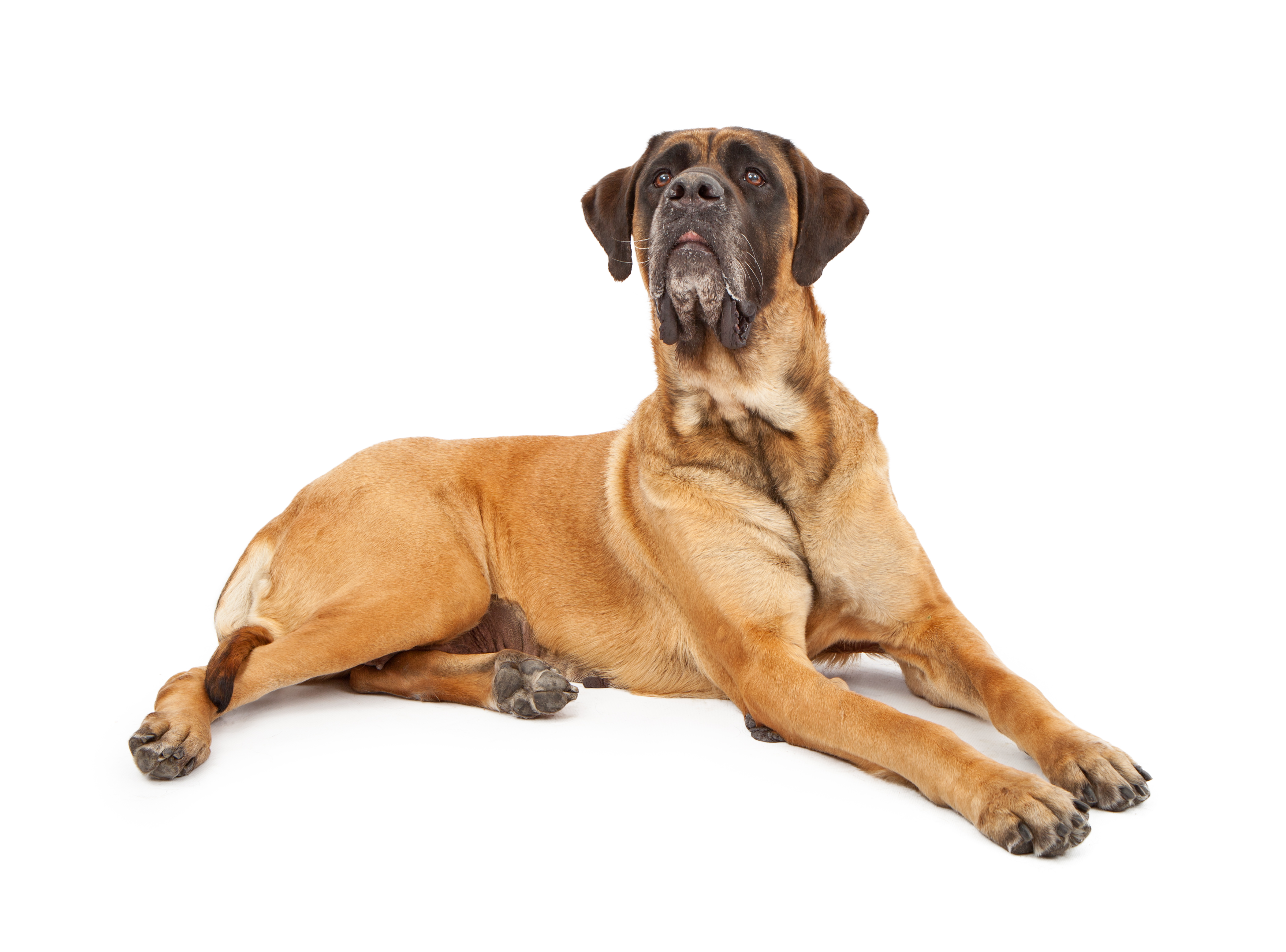 El perro mastiff disfruta de una casa con jardín grande