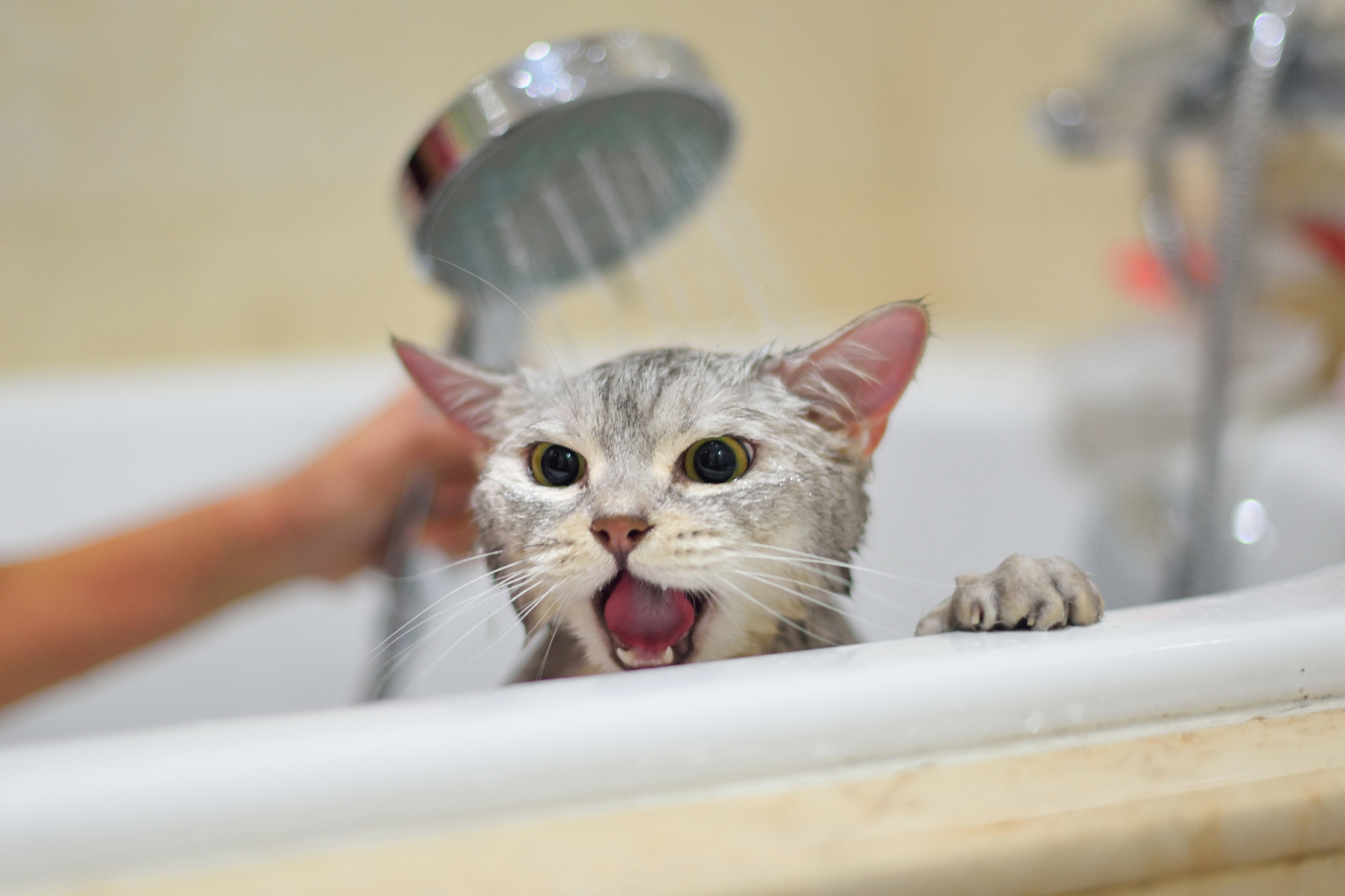 gato tomando banho