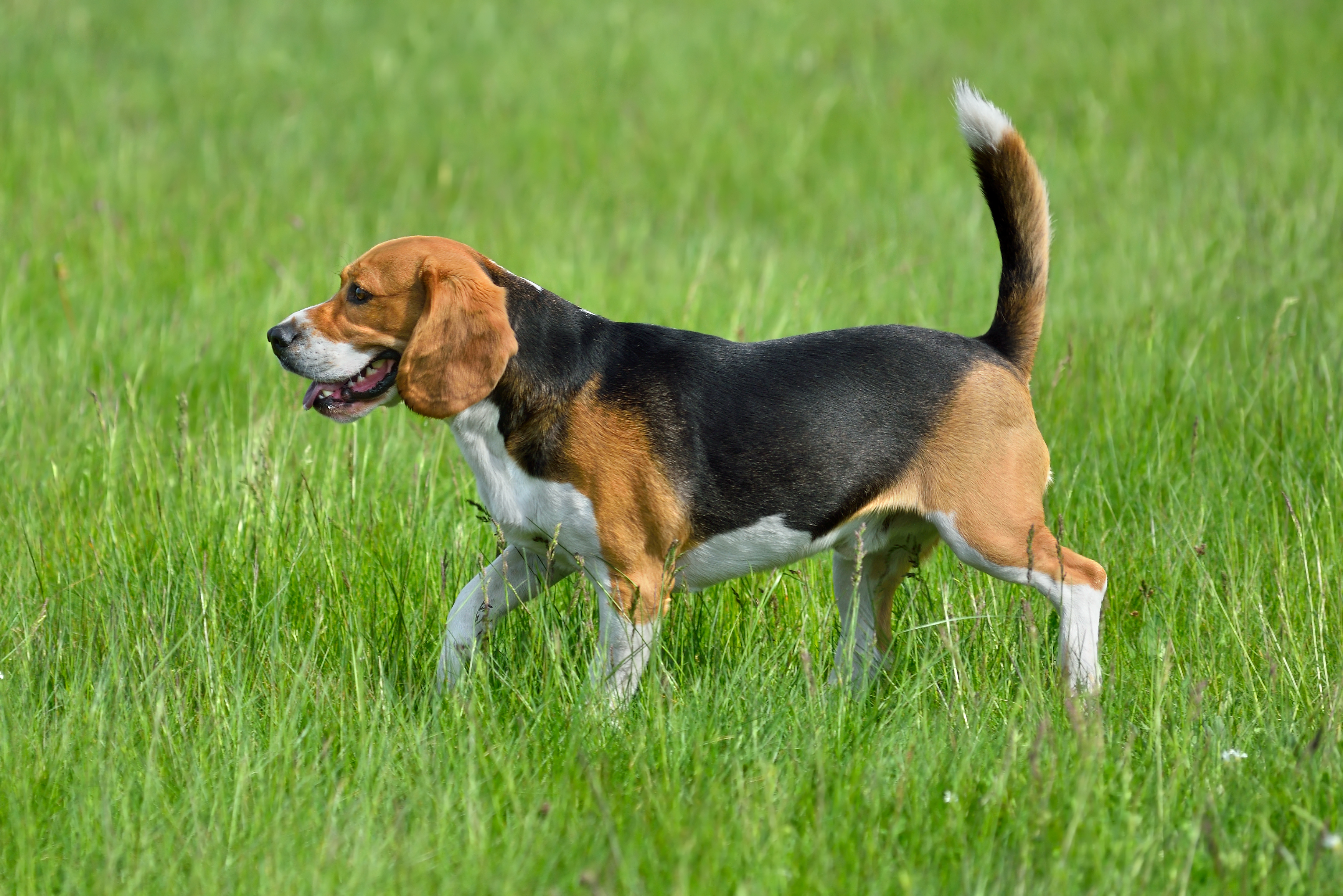 Perro Beagle