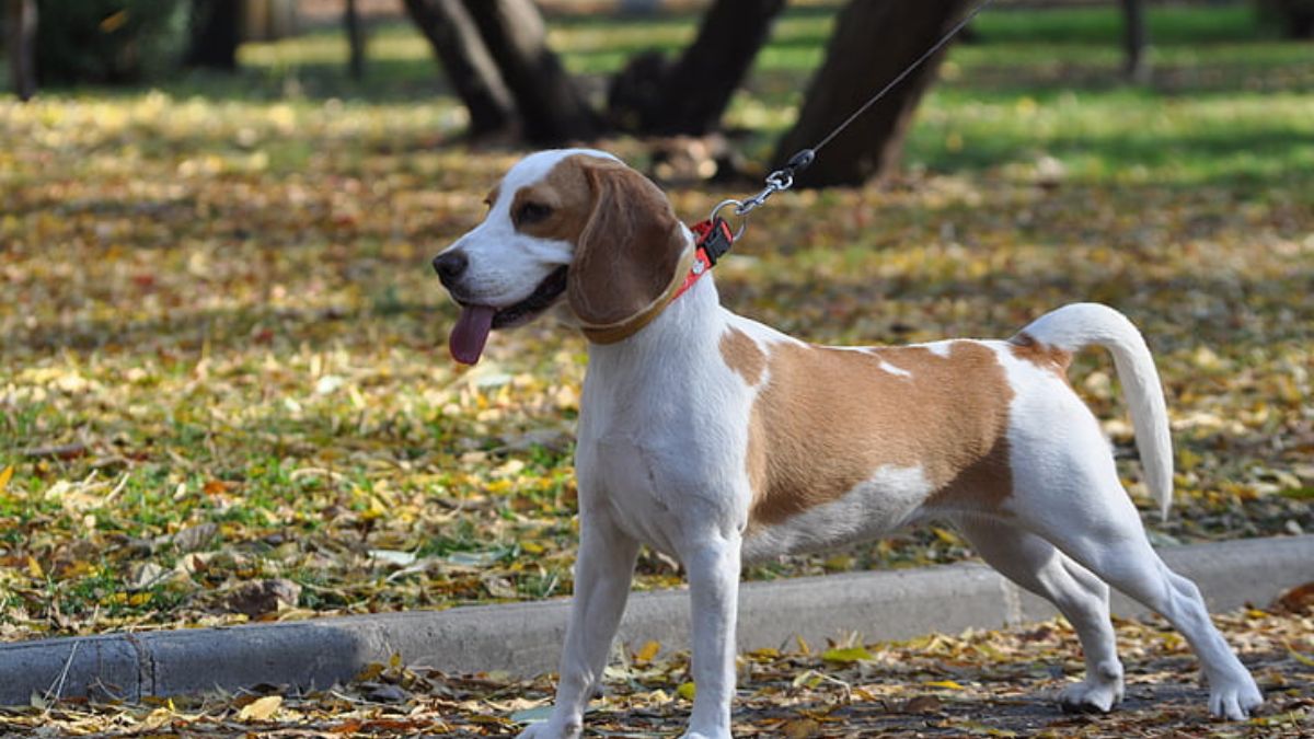 beagles