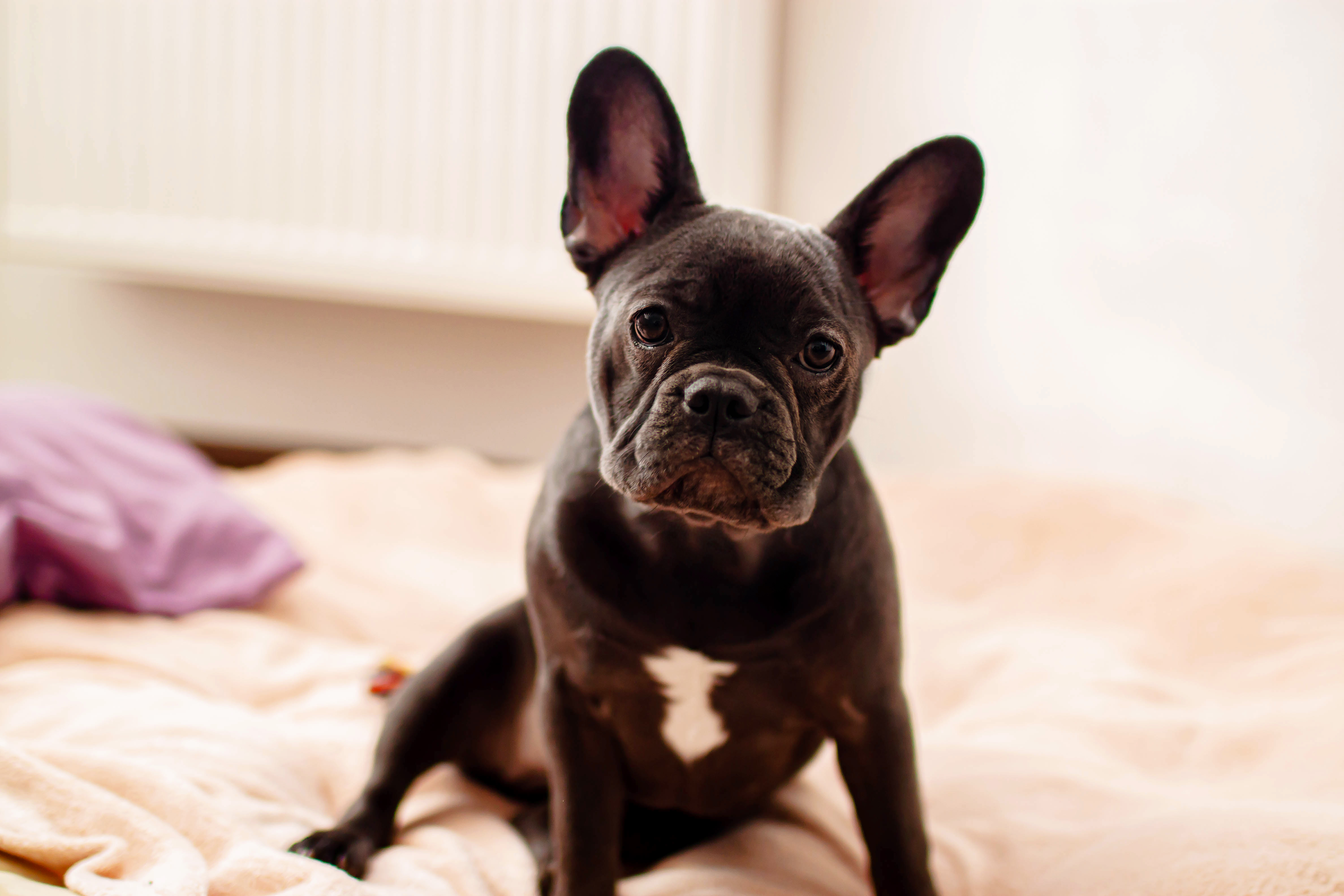 Bulldog francés