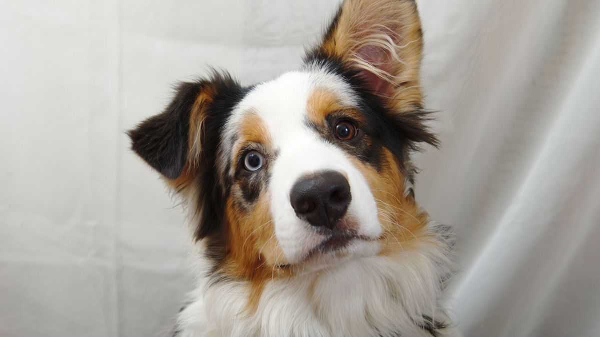 Border Australiano