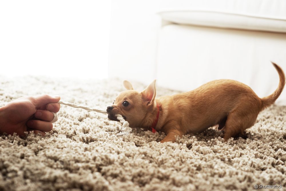 cachorro brincando com corda