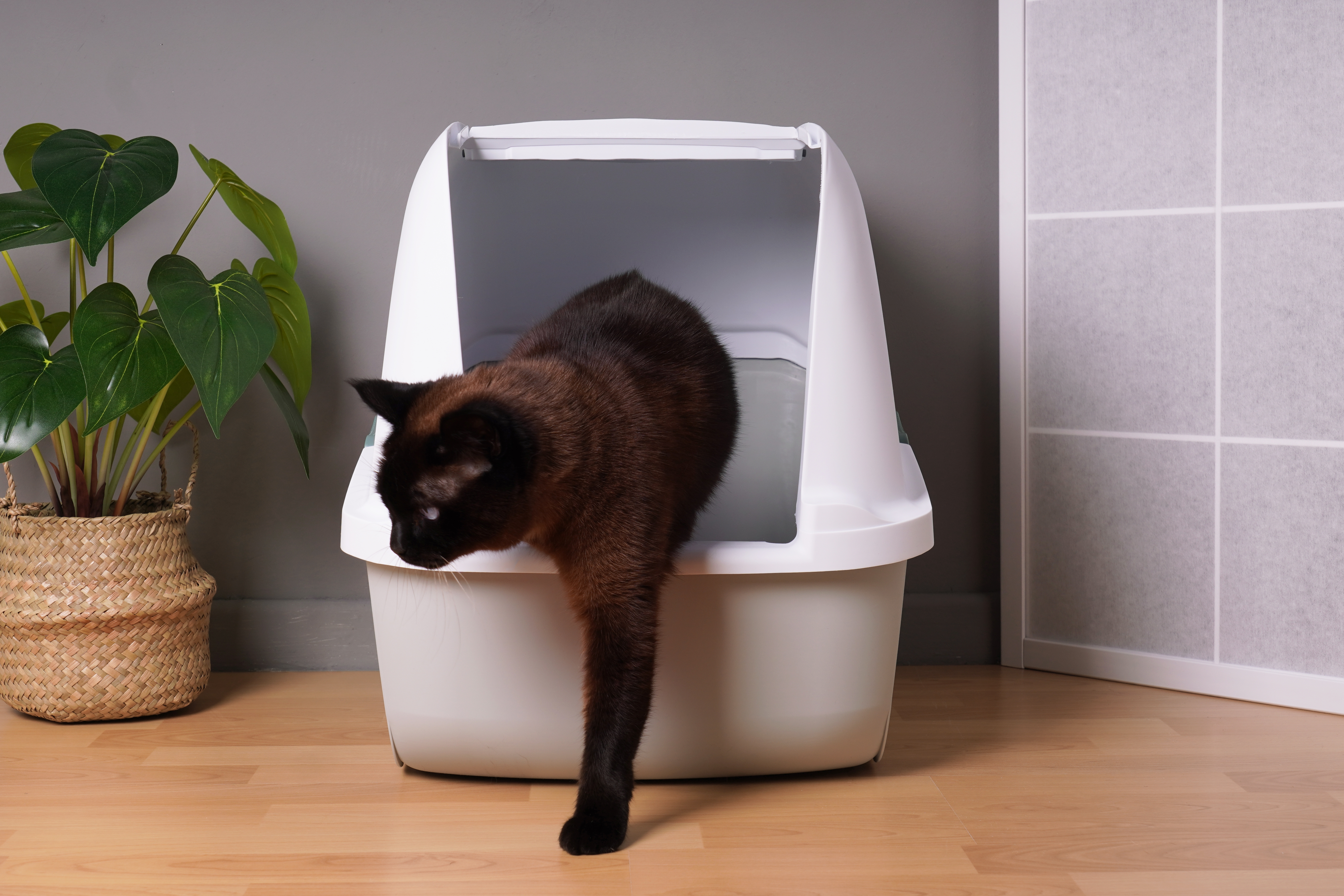 Tipos de areneros para gatos