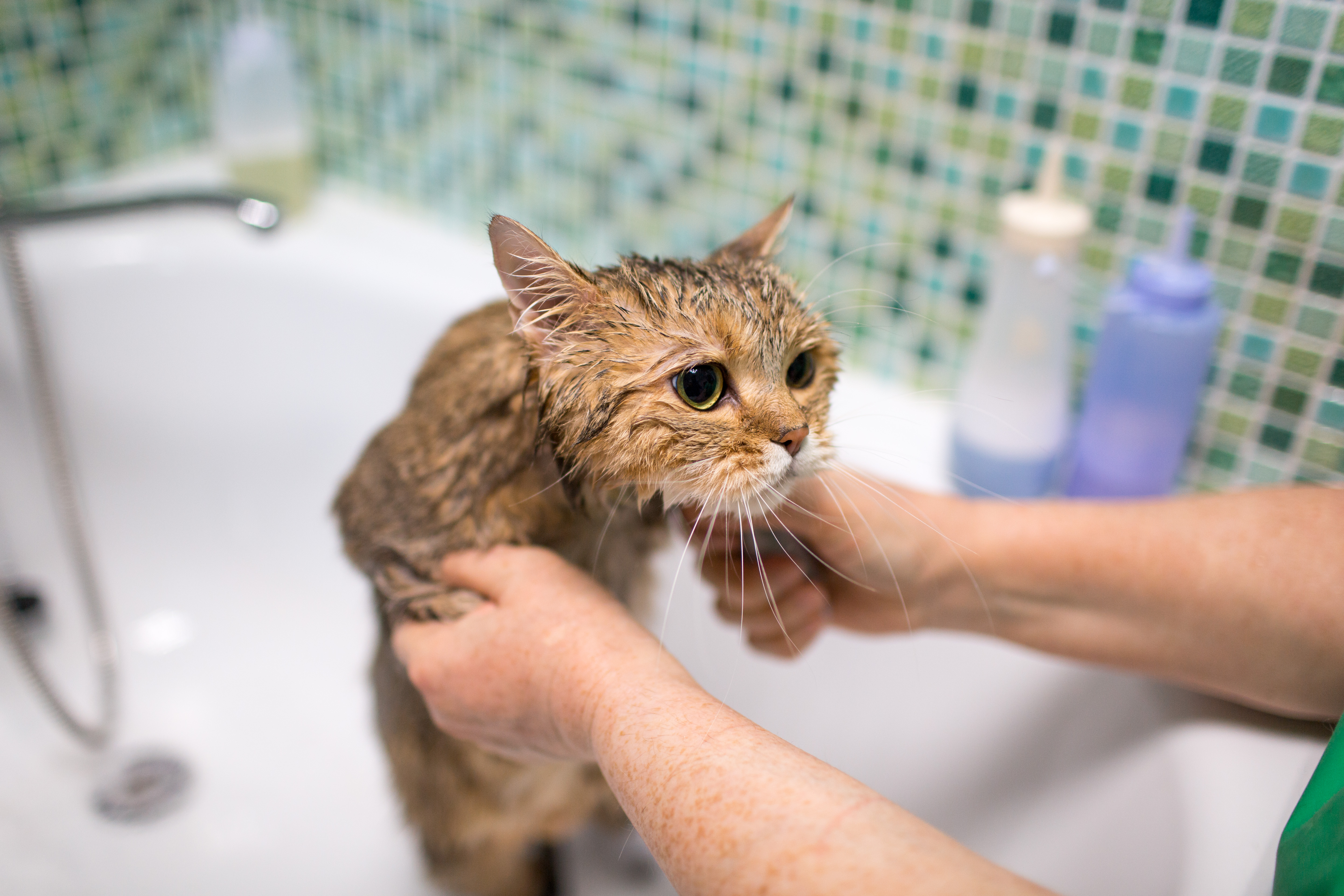 Este es el intervalo adecuado entre cada baño para gatos