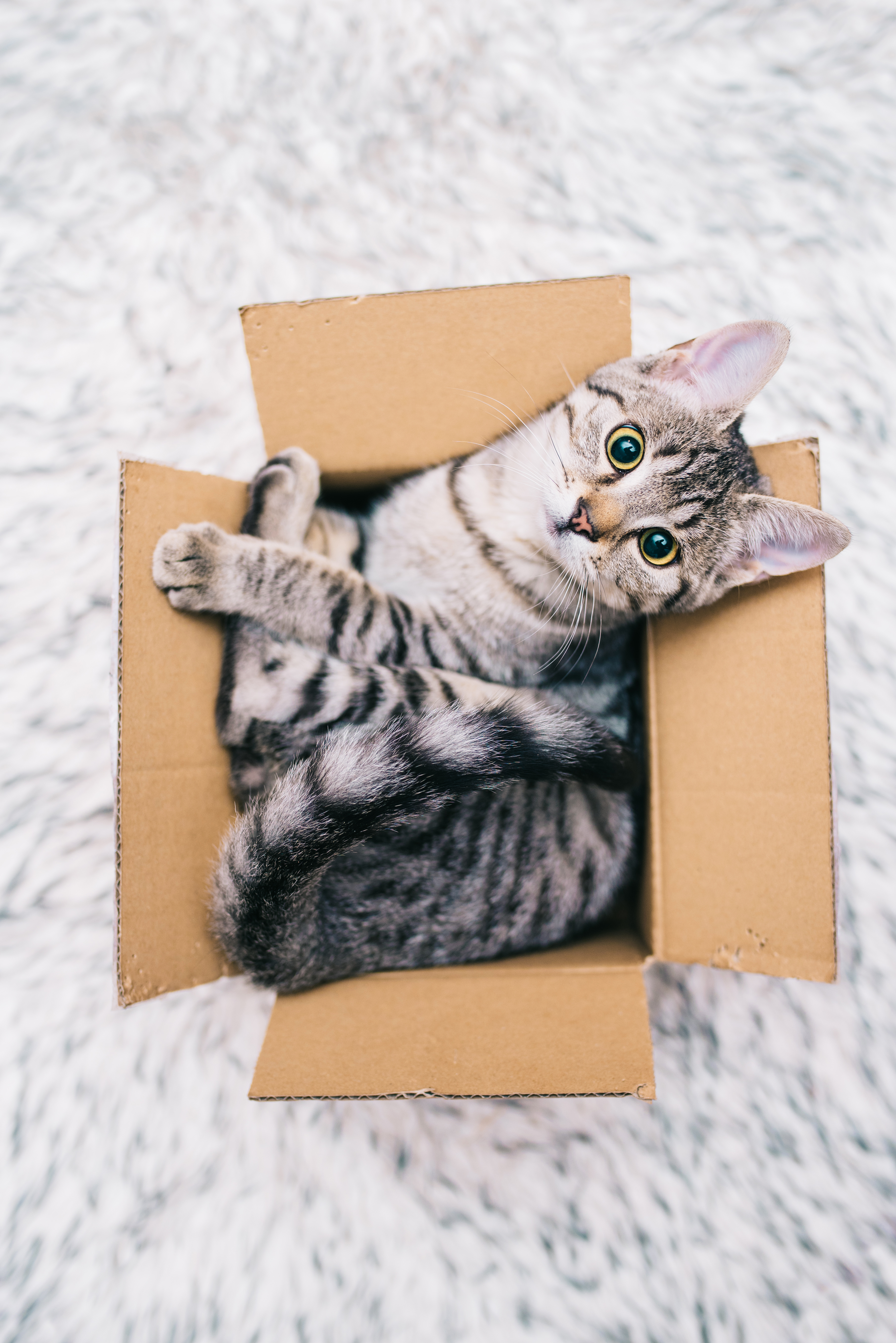 gato