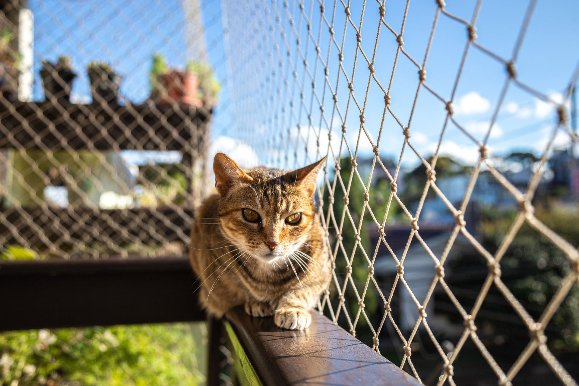 Malla para gatos, la mejor herramienta para cuidar a tu gatito