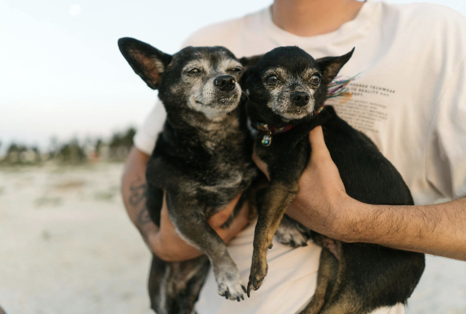 Cómo hacer un suero casero para perros Patas en Casa
