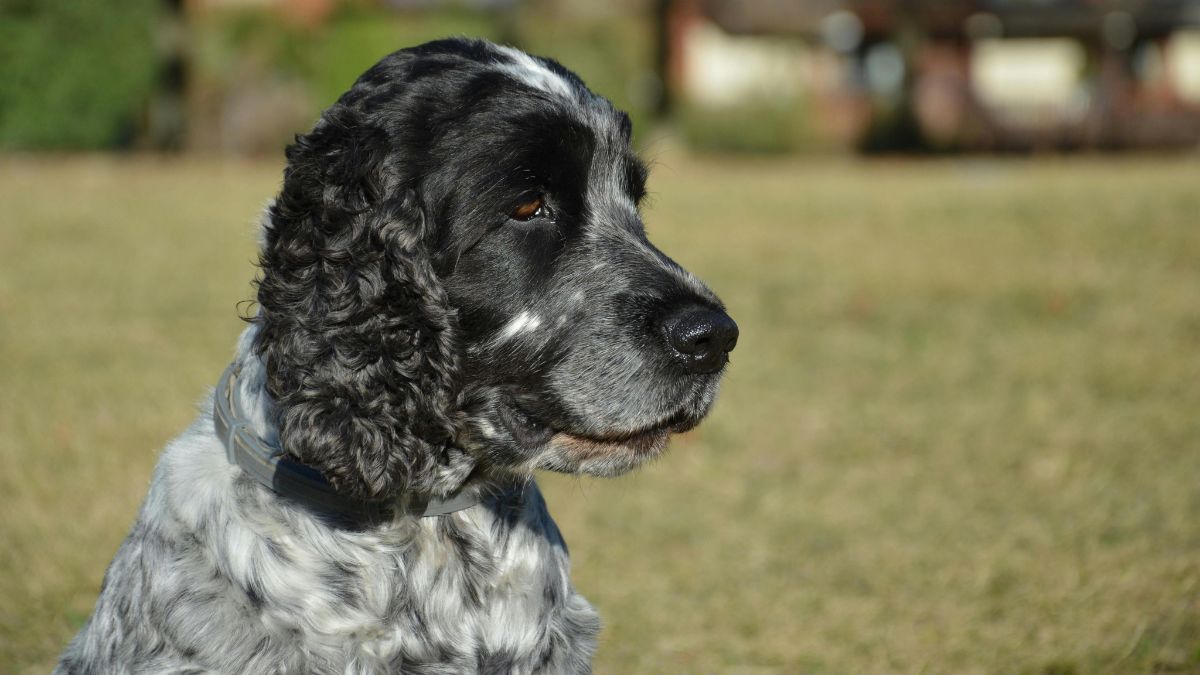 cocker spaniel
