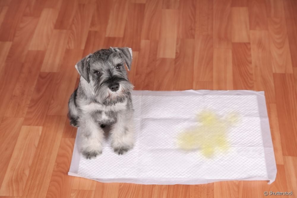 Cómo enseñarle al perro a hacer caca en el lugar correcto