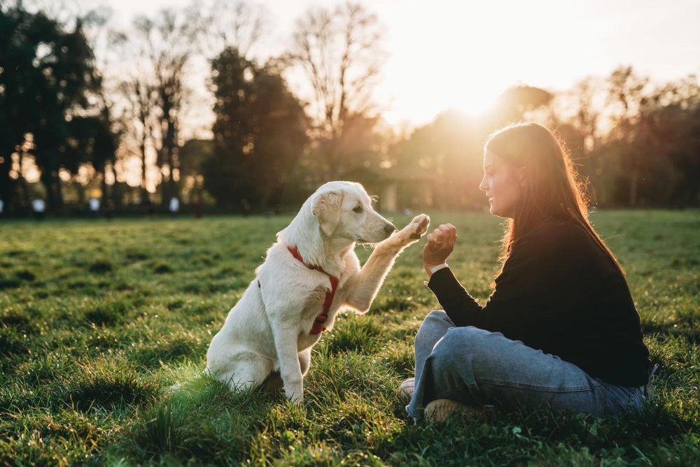 Cómo saber si tu perro te eligió como su dueño