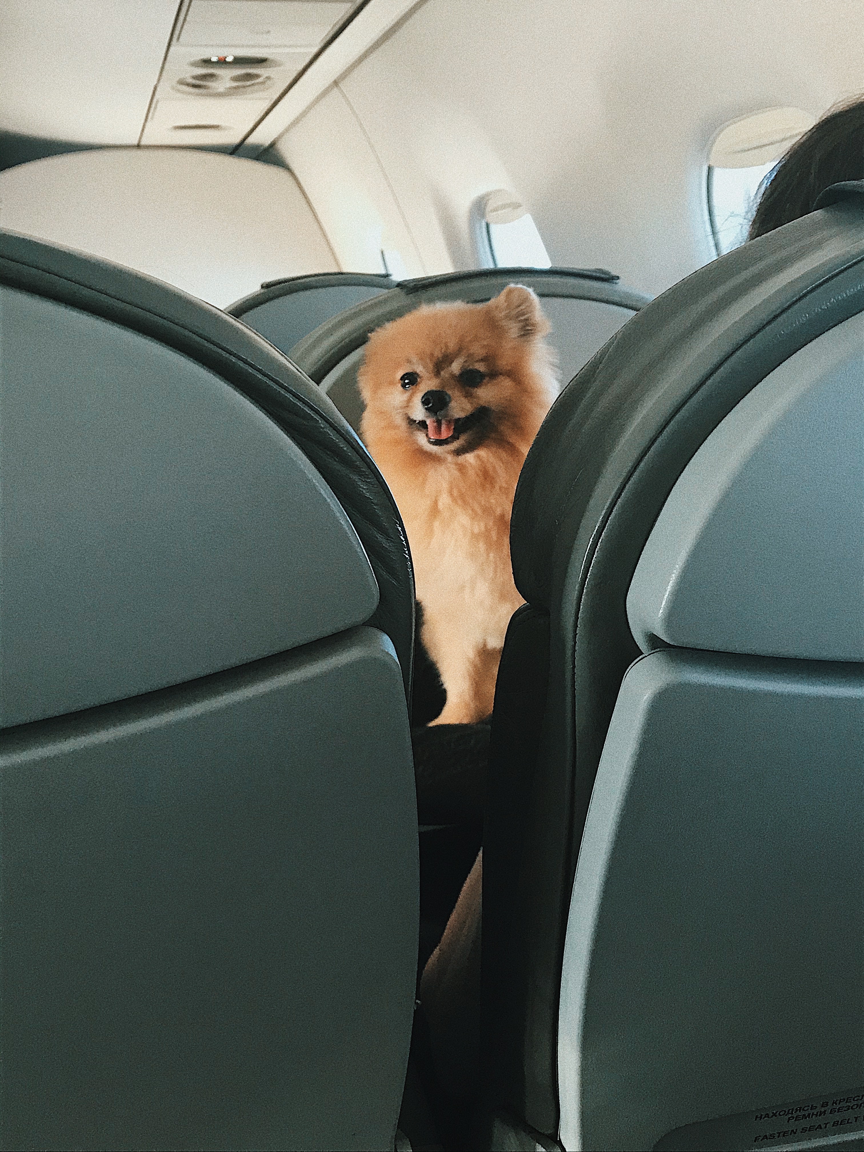 Perros en avión