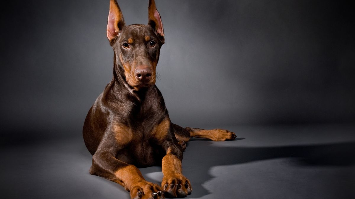 Doberman